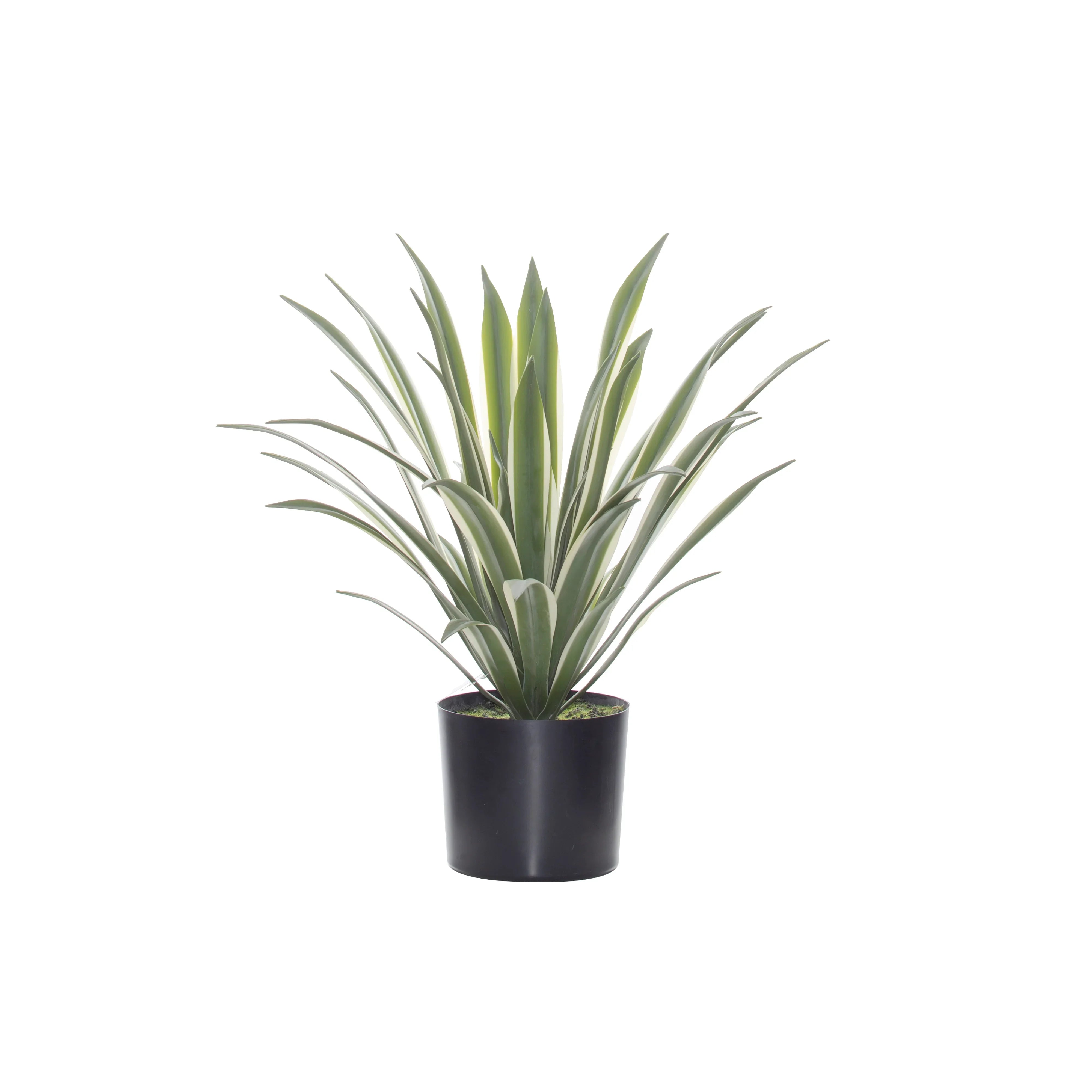 Sisal Agave-Garden Pot Variegated 50x41cm