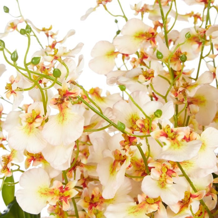 Rogue Dancing Orchid Garden Mix-Madelyn Bowl Cream/Glass 66x66x67cm