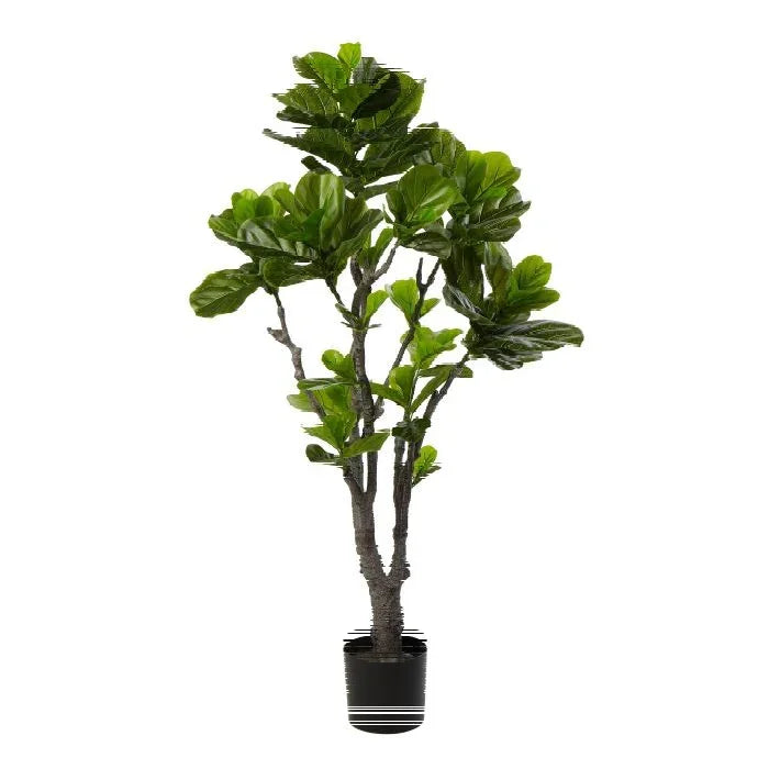 Rogue Fiddle Tree in Pot Green 50x50x150cm