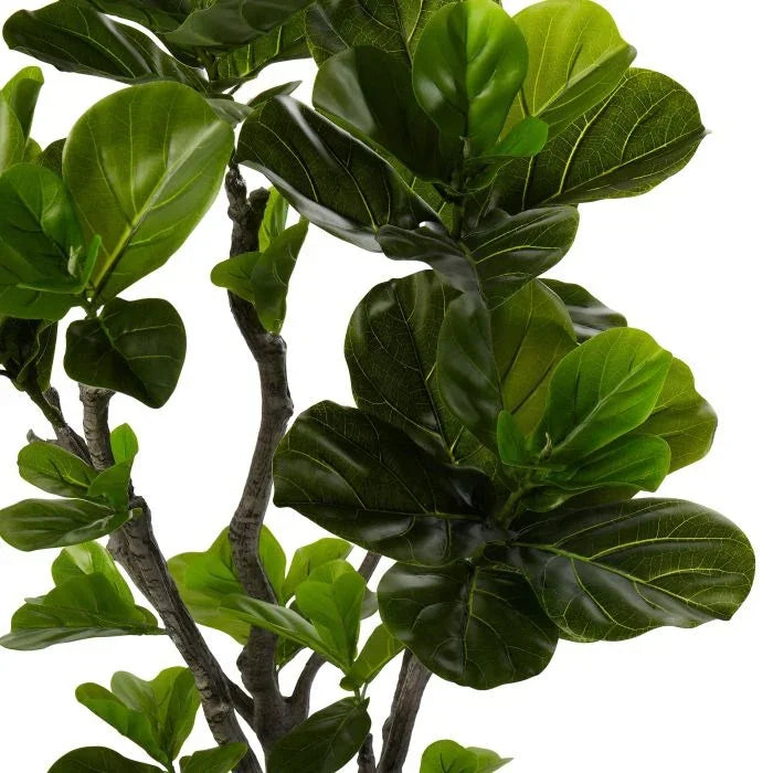 Rogue Fiddle Tree in Pot Green 50x50x150cm
