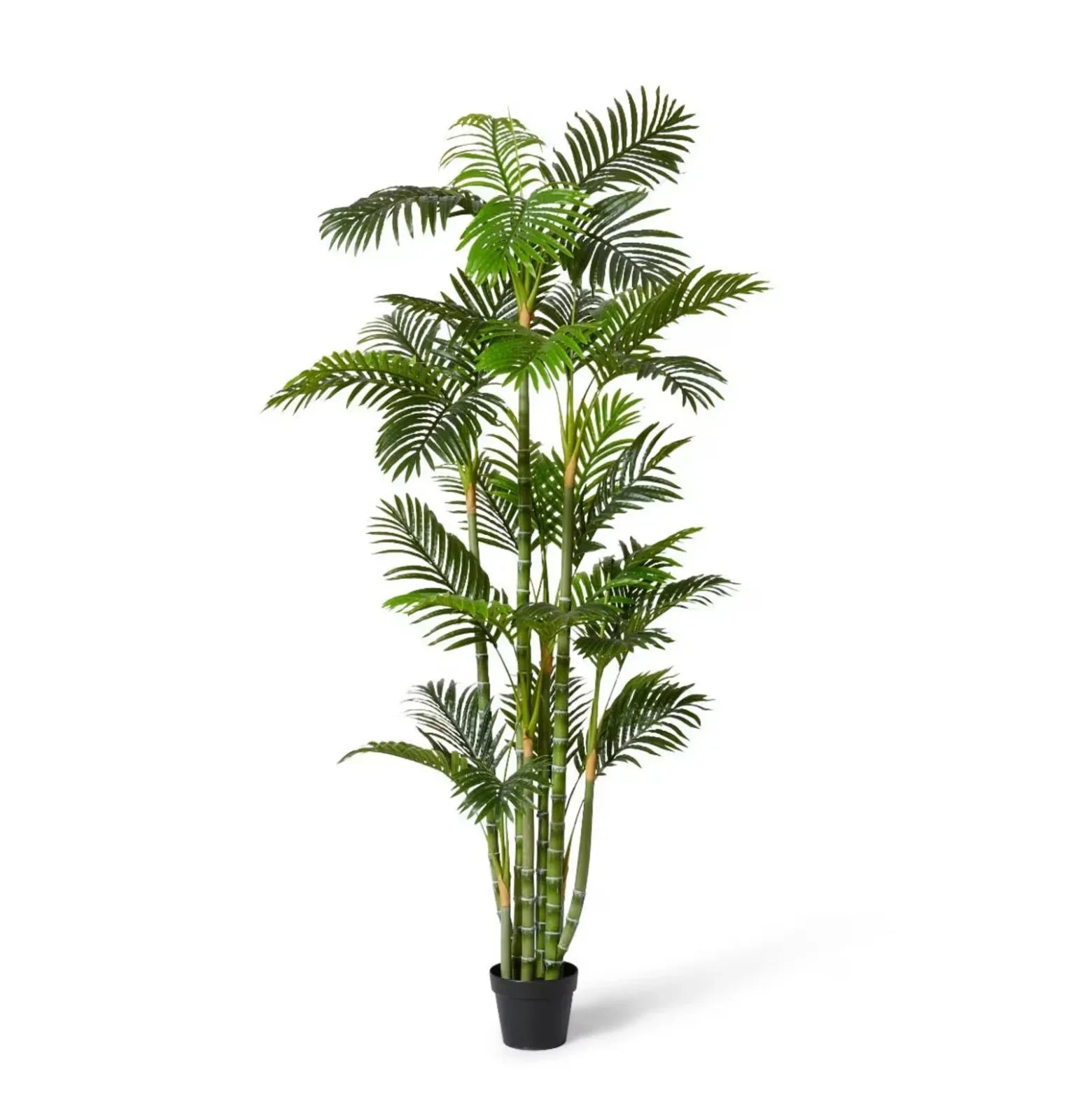 Palm Cane Green 100 x 90 x 180cm