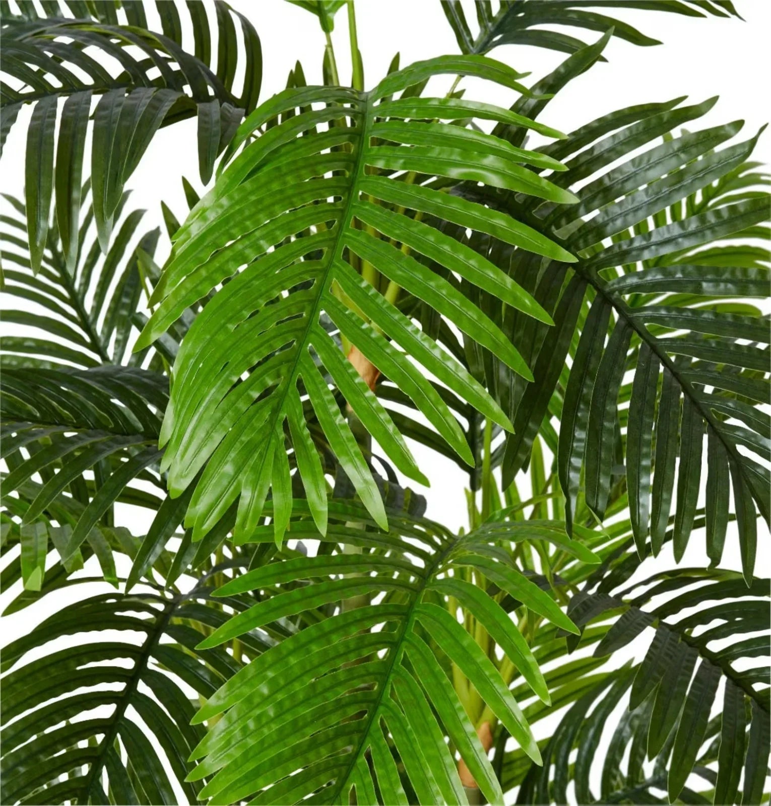 Palm Cane Green 100 x 90 x 180cm