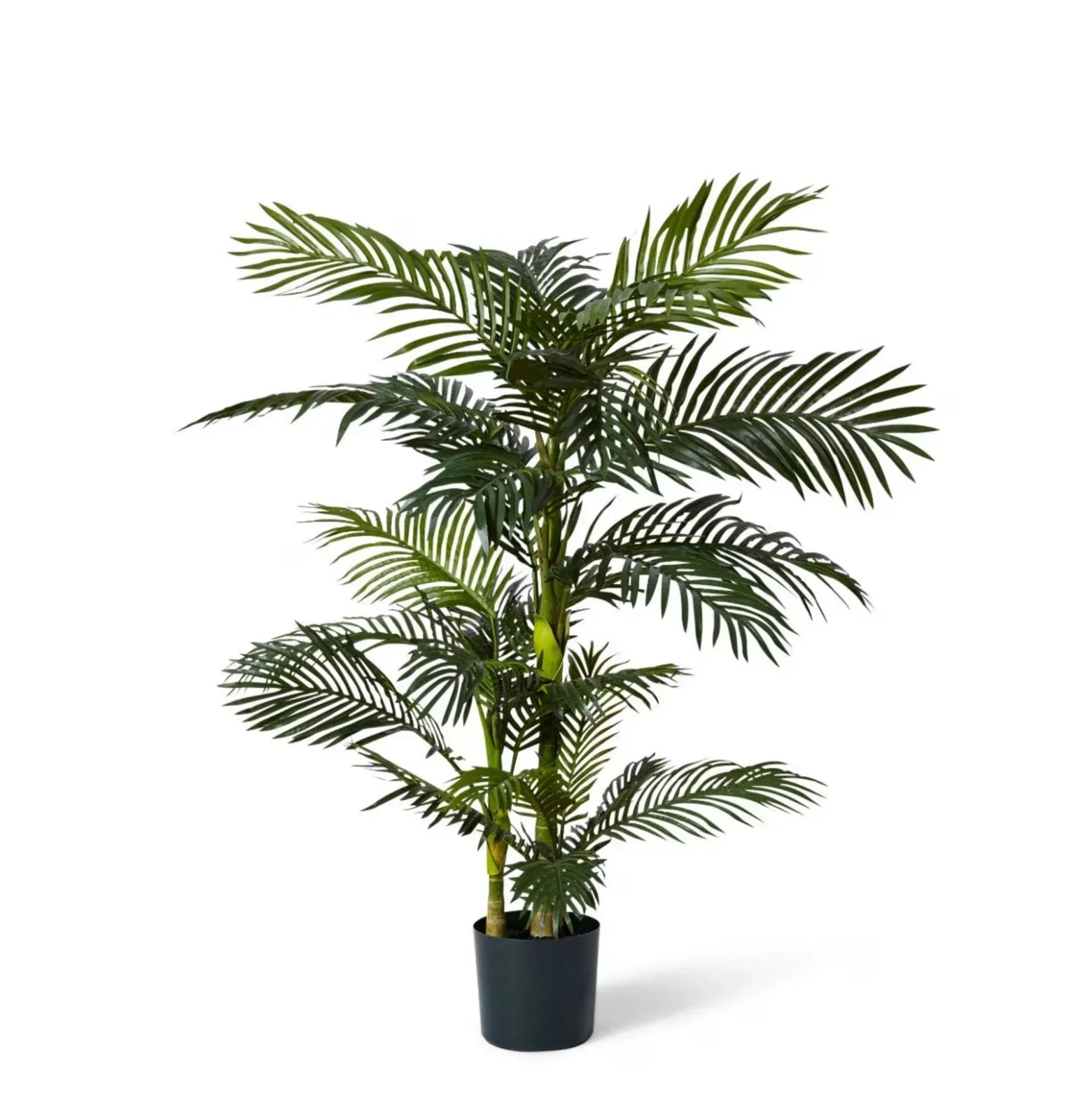 Palm Cane Green 80x 80 x 152cm