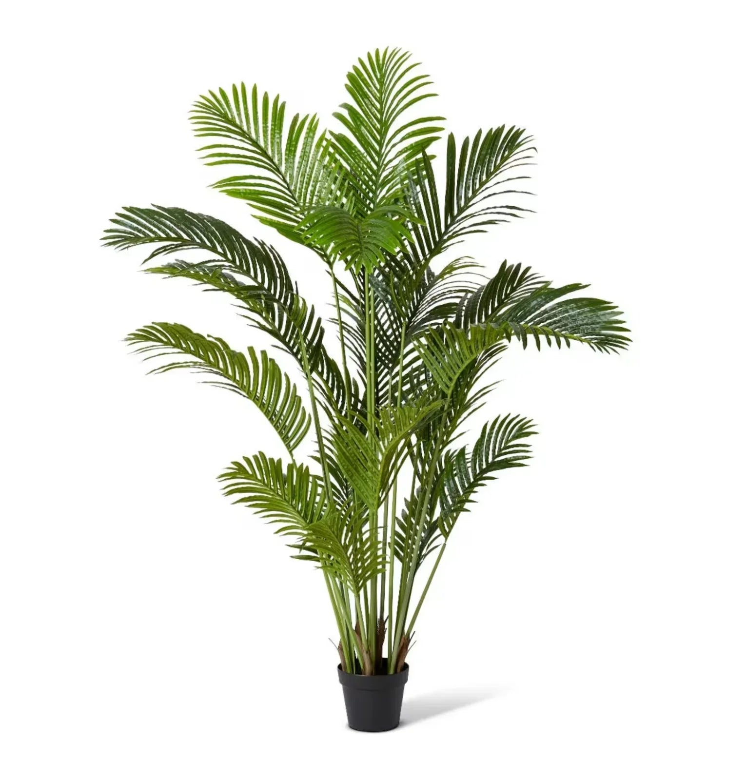 Palm Areca Green 100 x 100 x 150Cm