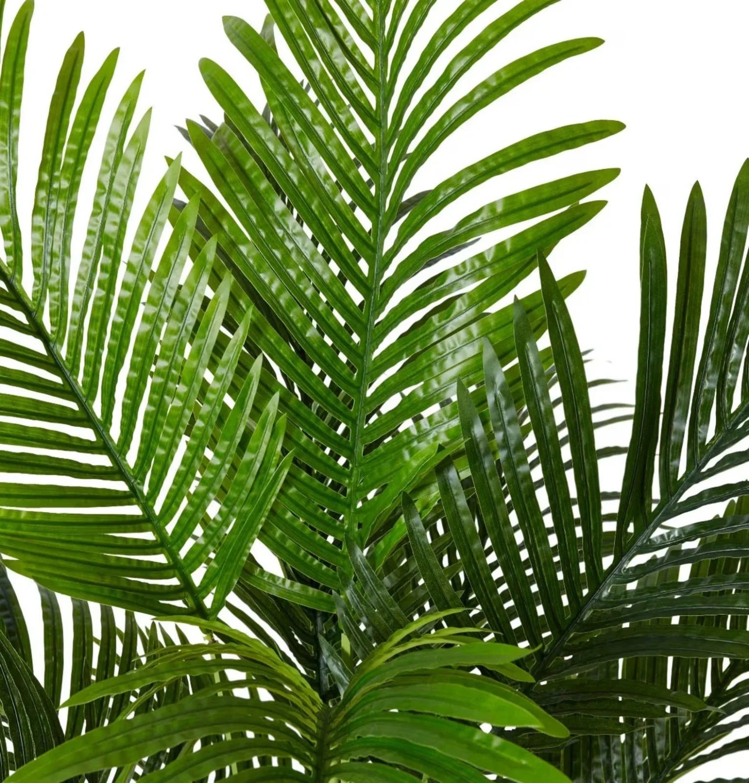 Palm Areca Green 100 x 100 x 150Cm