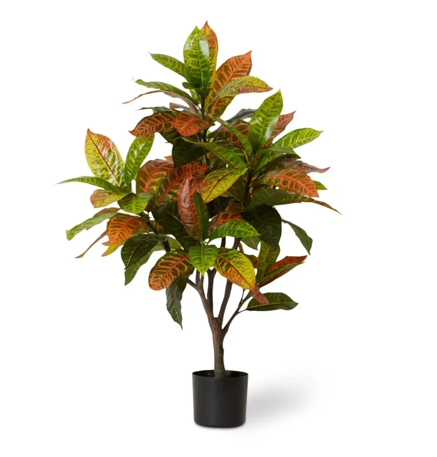 Croton Plant Potted Variegated 75 x 70 x 100cm