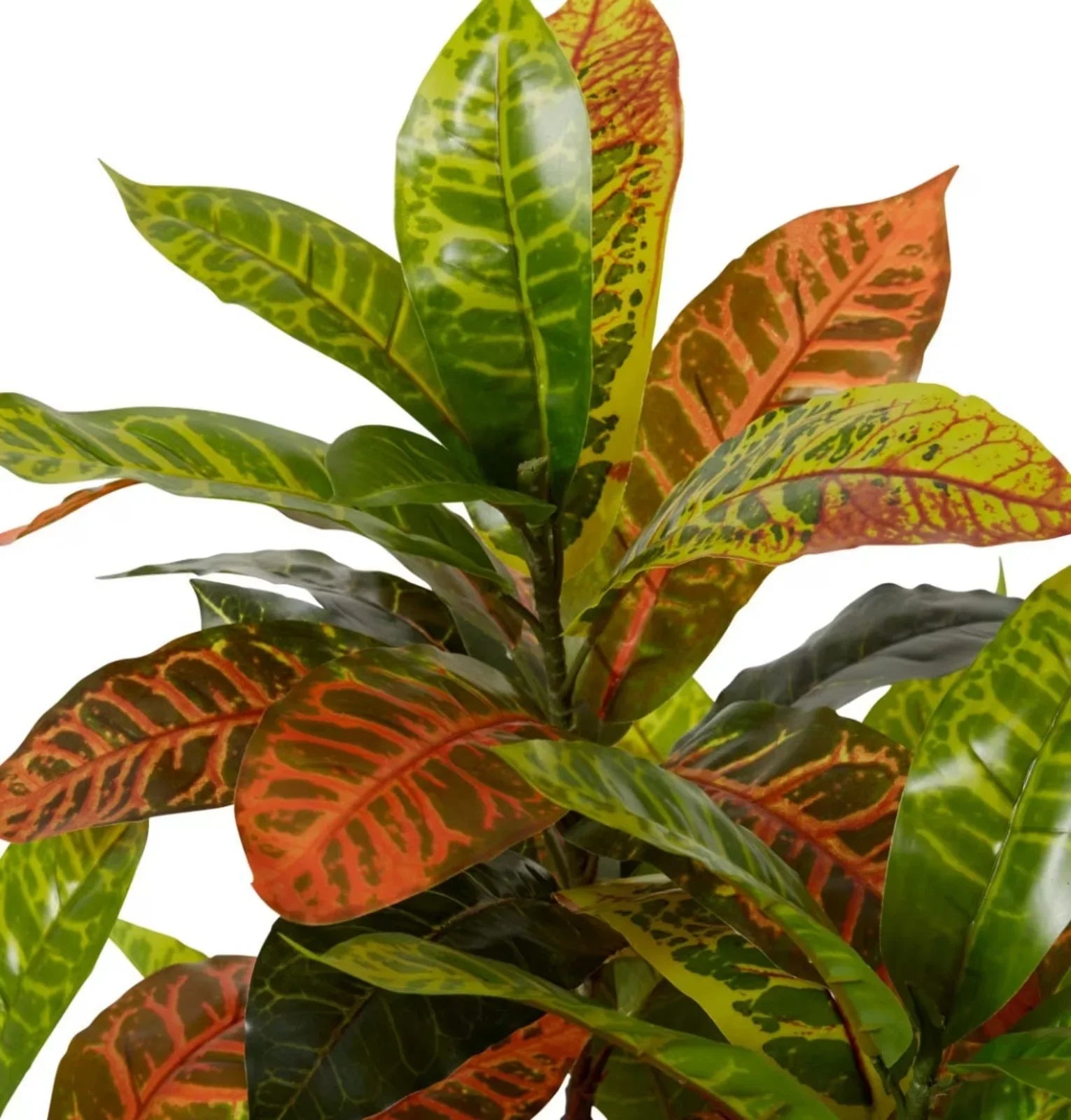 Croton Plant Potted Variegated 75 x 70 x 100cm