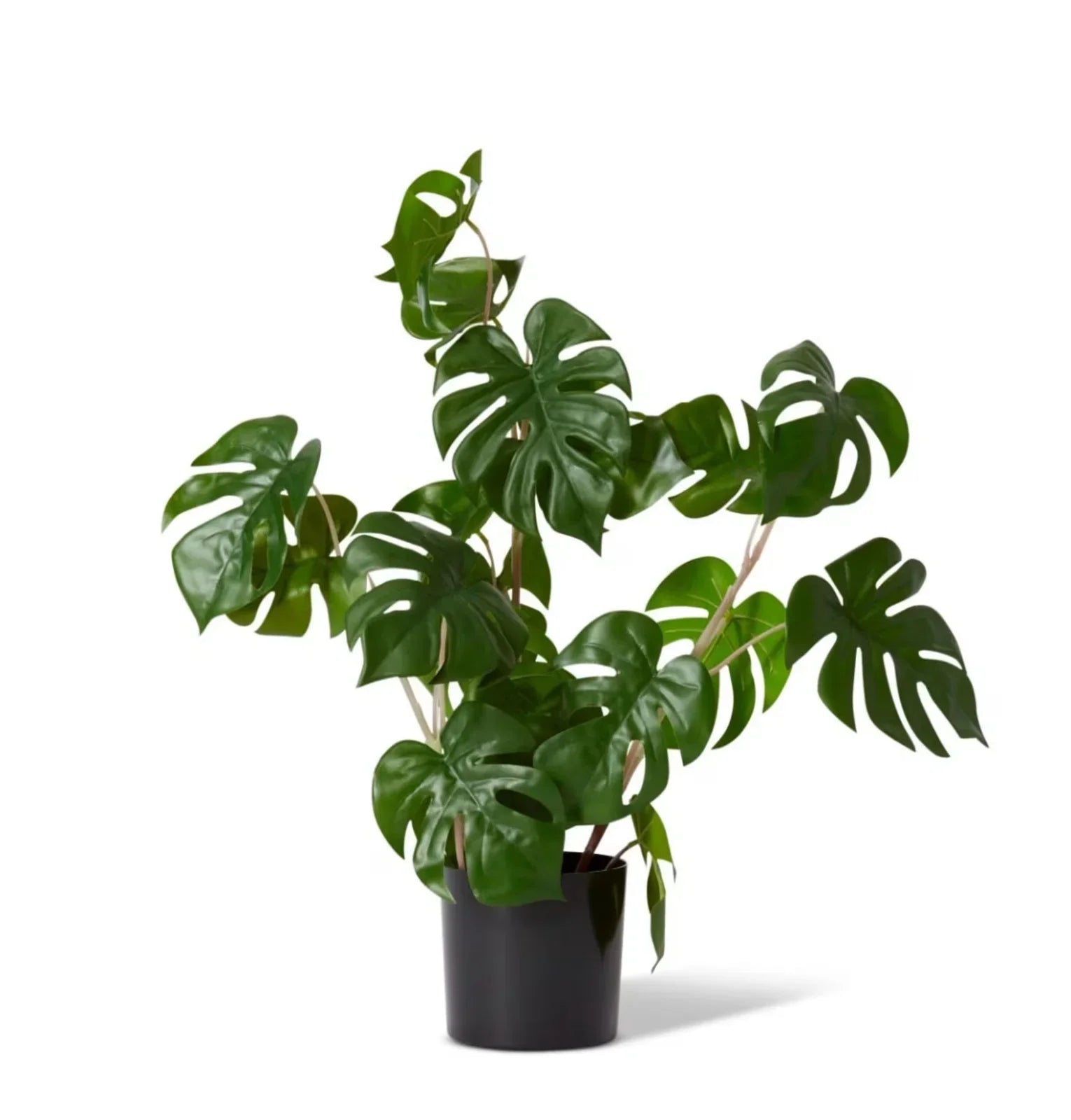 monstera x Monstera Wild Plant Potted 33 x 33 x 56cm