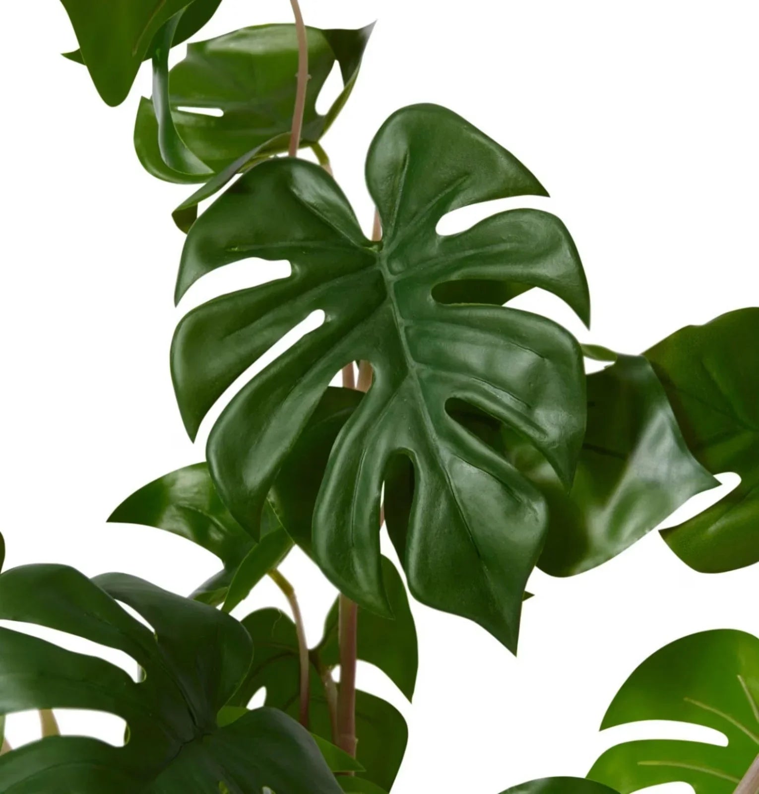 Monstera Wild Plant Potted 33 x 33 x 56cm