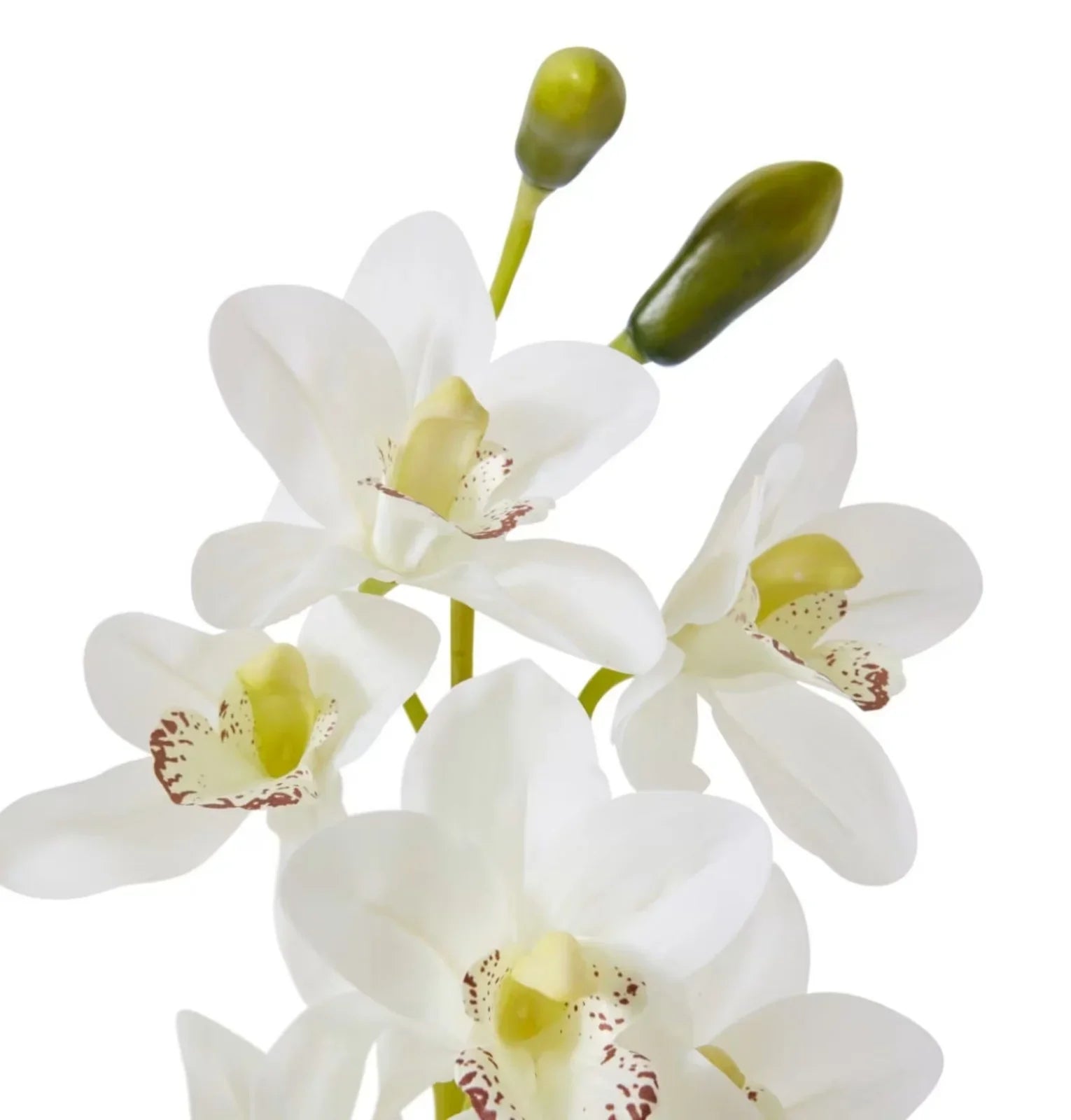 Cymbidium Slim Pot 50 x 50 x 69cm