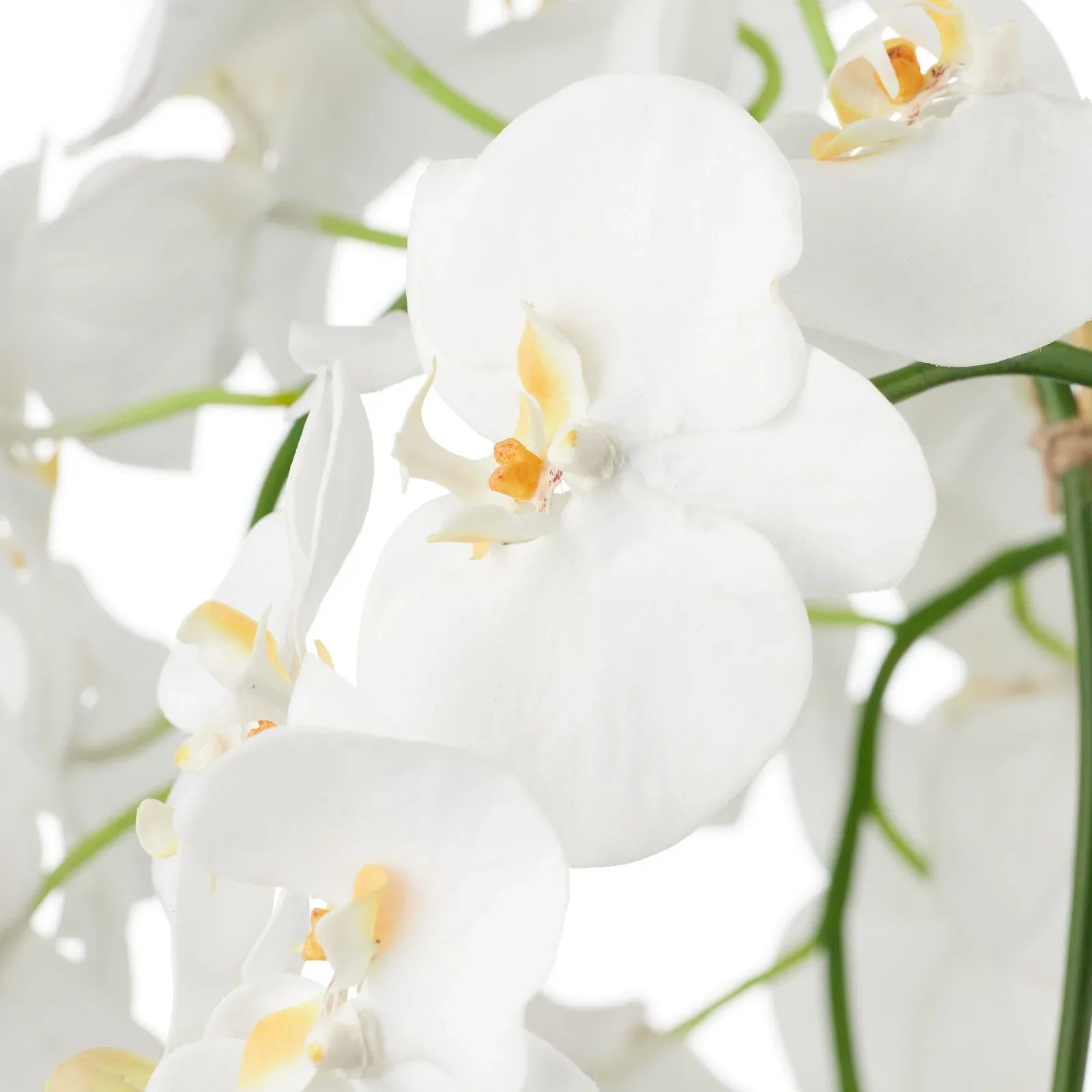 Phalaenopsis Orchid-Pali Metal65cmWh-BOM