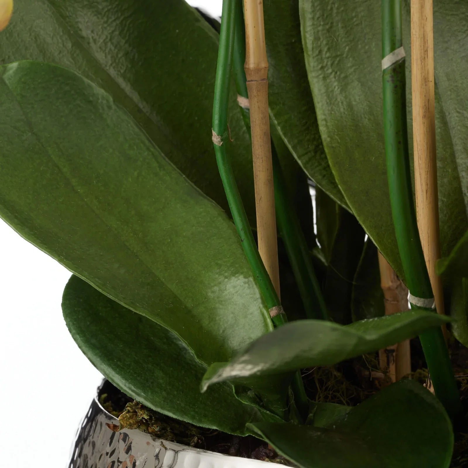 Phalaenopsis Orchid-Pali Metal65cmWh-BOM