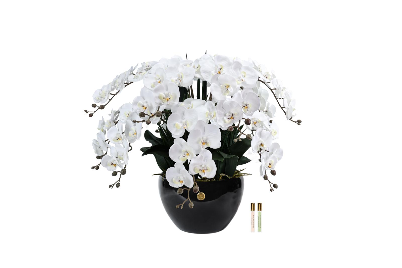 Cote Noire Luxury Giant Orchid Bouquet - White in Black Ceramic Vase - GO01