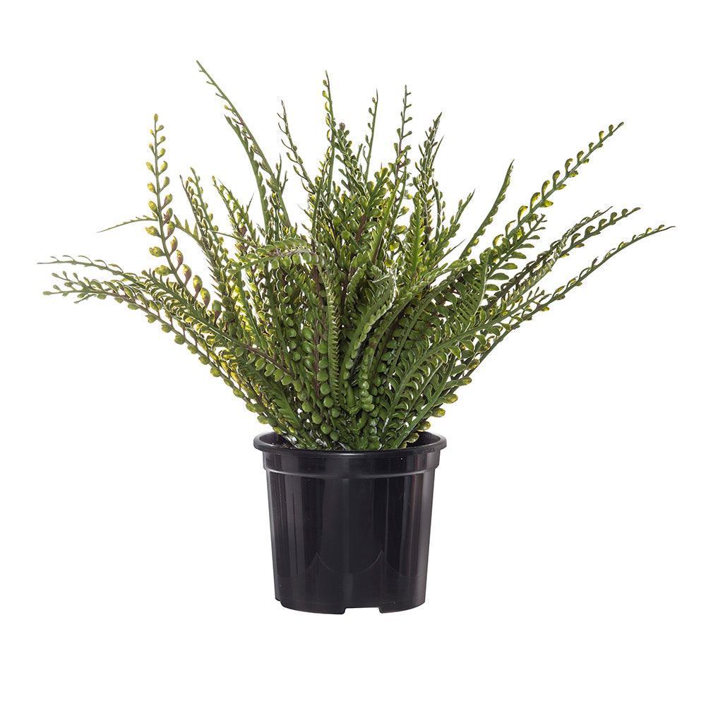 Baby Jewel Fern-Garden Pot 29cm - Furniture Castle