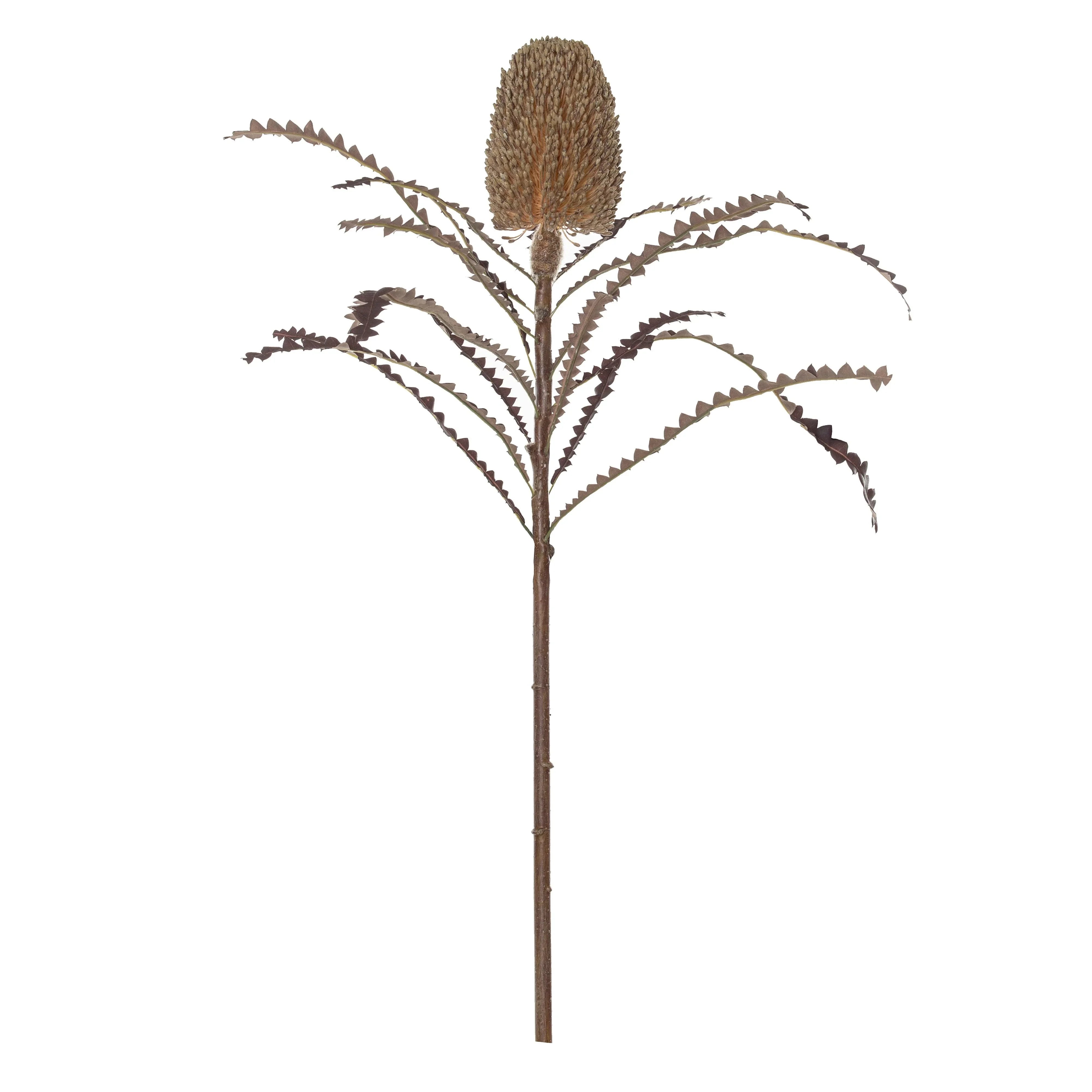 Banksia Stem Brown 64cm - Furniture Castle