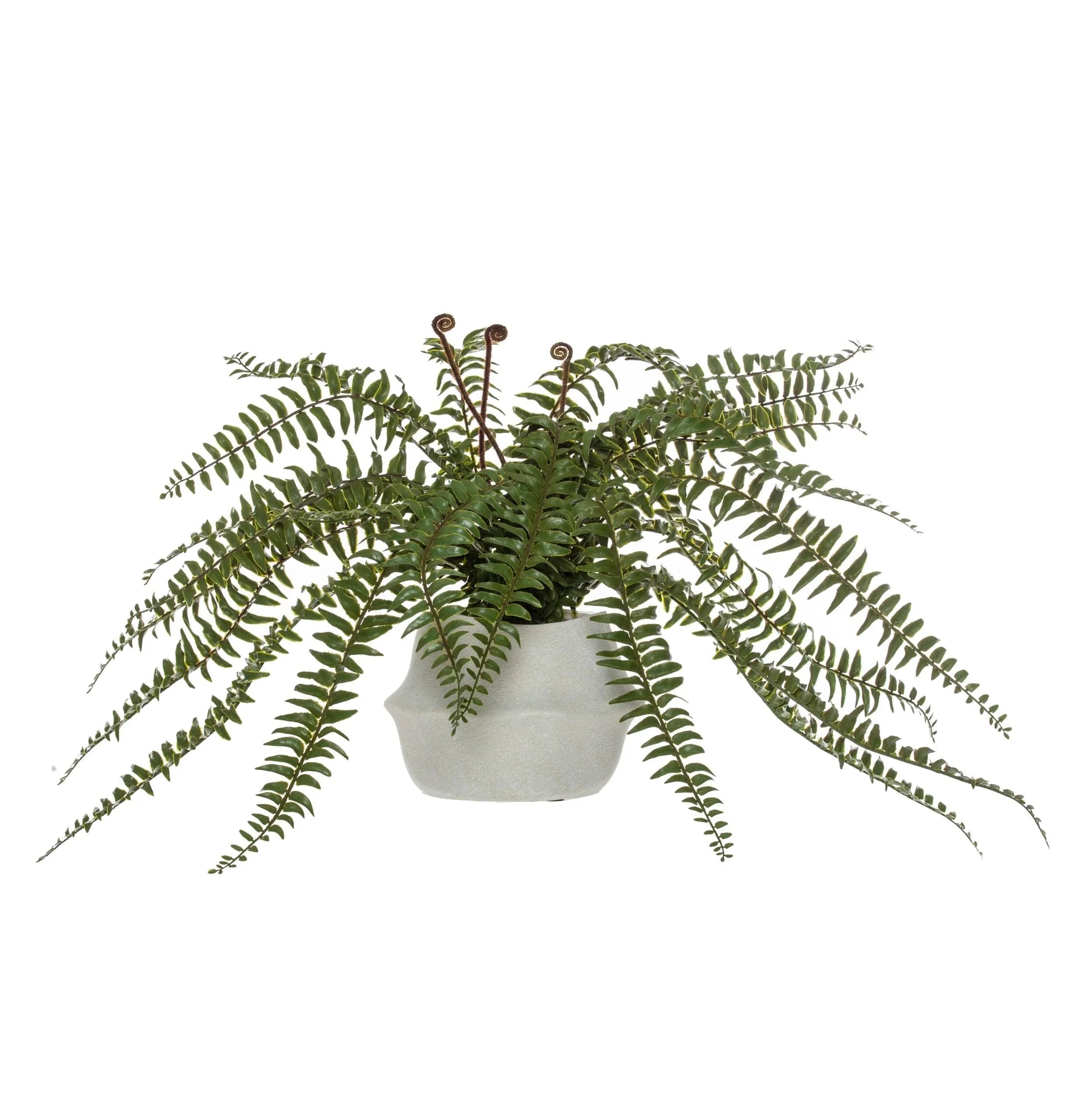 Boston Fern-Maliah Pot 60cm - Furniture Castle