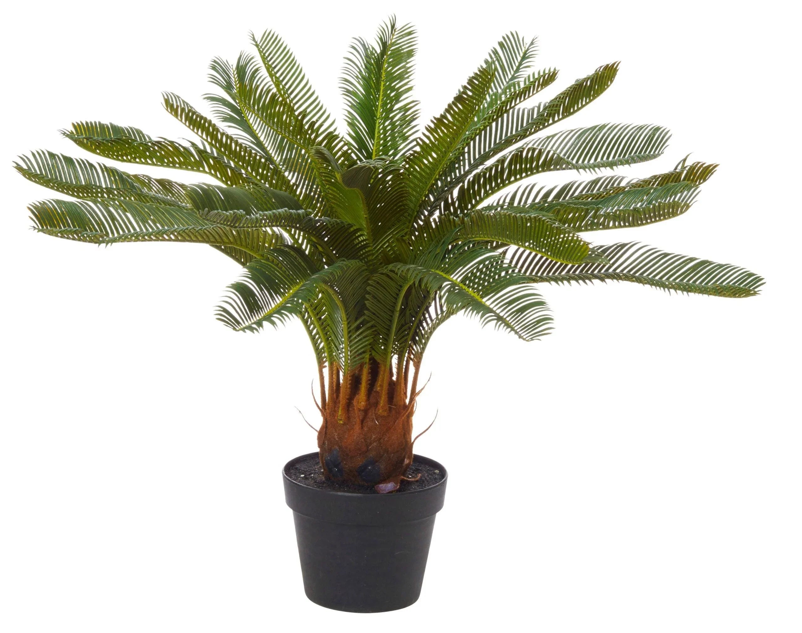 Cycas Plant Green 72cm - Furniture Castle