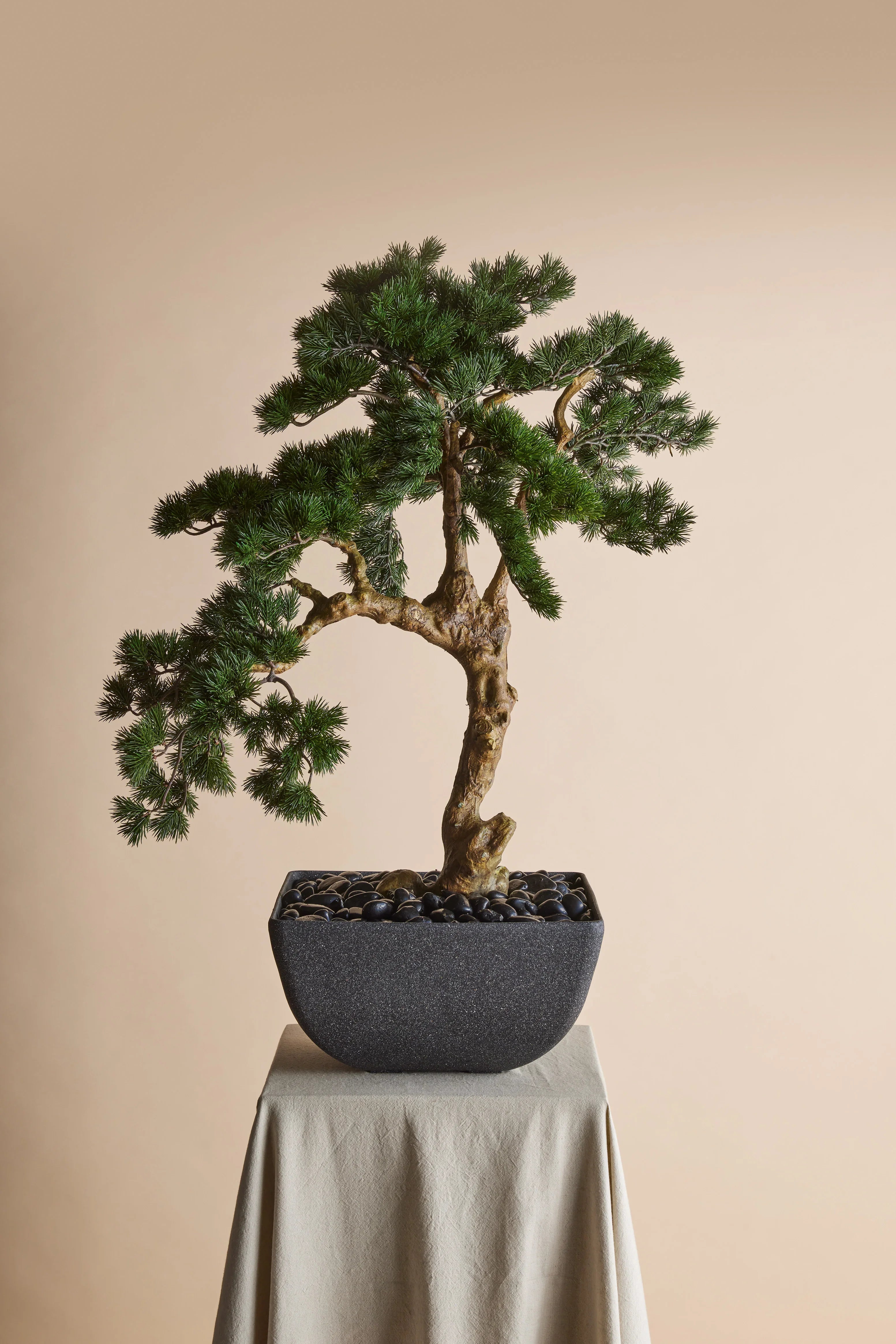 Rogue Pine Bonsai-Oslo Pot Green 80x80x110cm