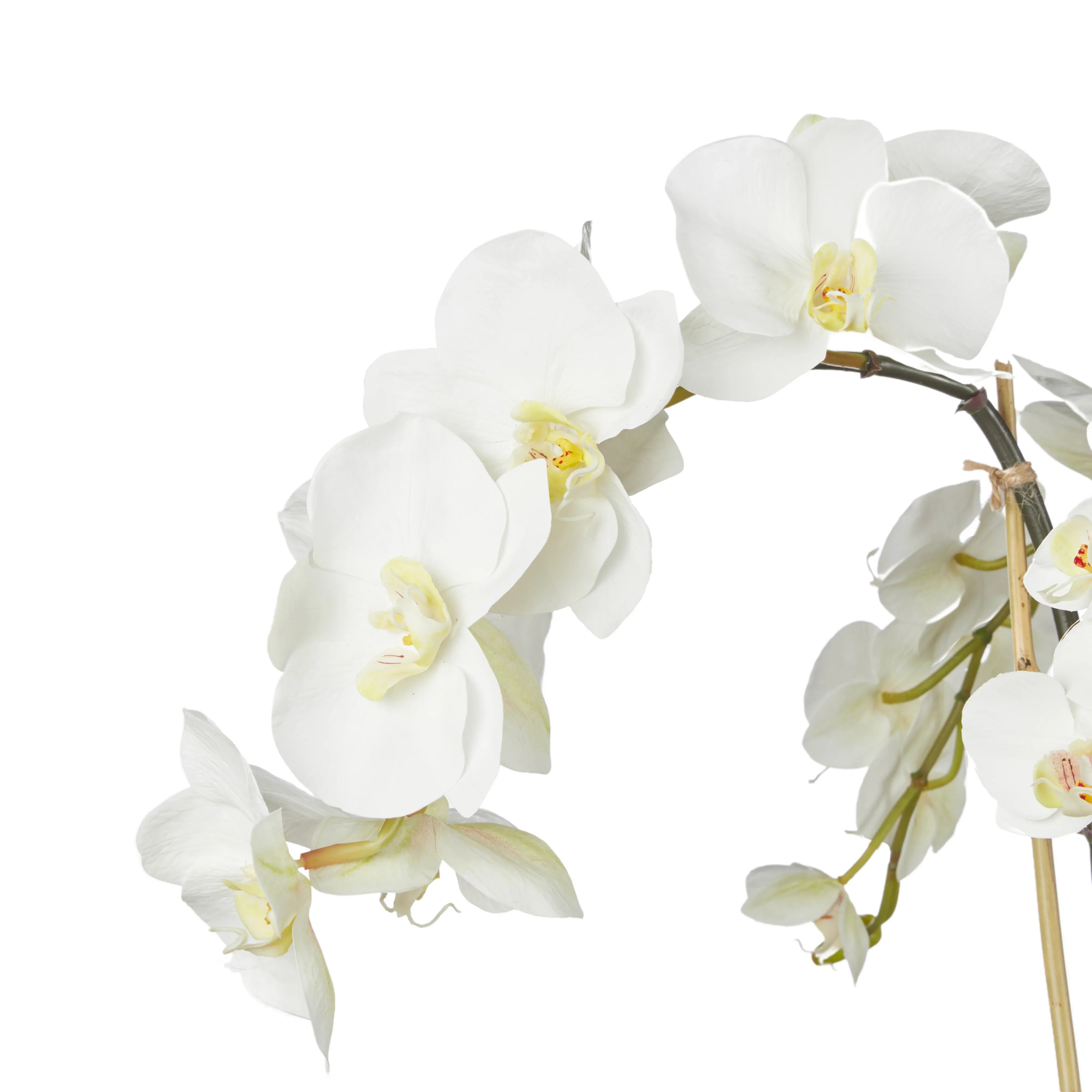 Rogue Phalaenopsis Fern Garden-Dansk Green 107x30x23cm