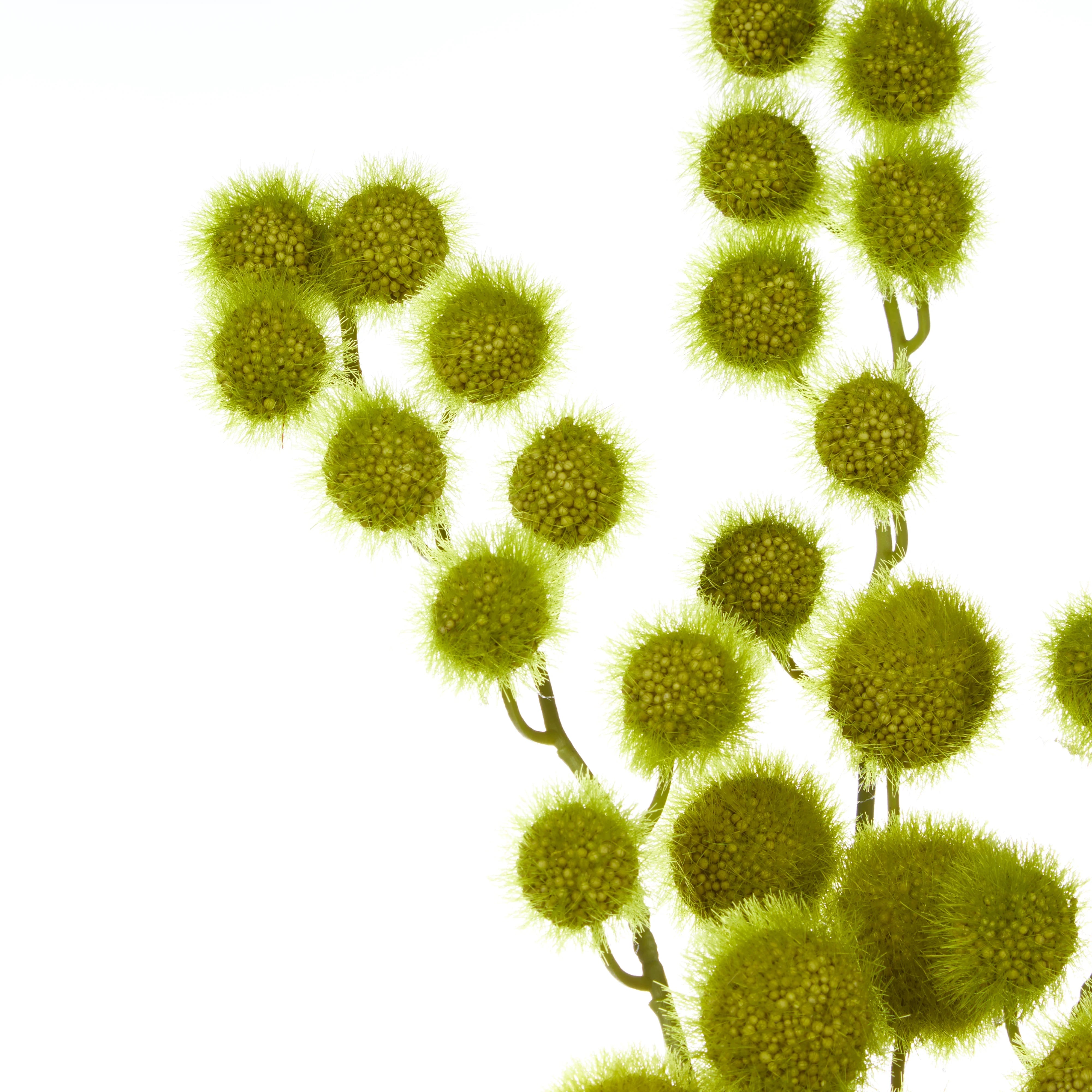 Rogue Mini Milk Weed Stem Bunch Green 23x23x80cm