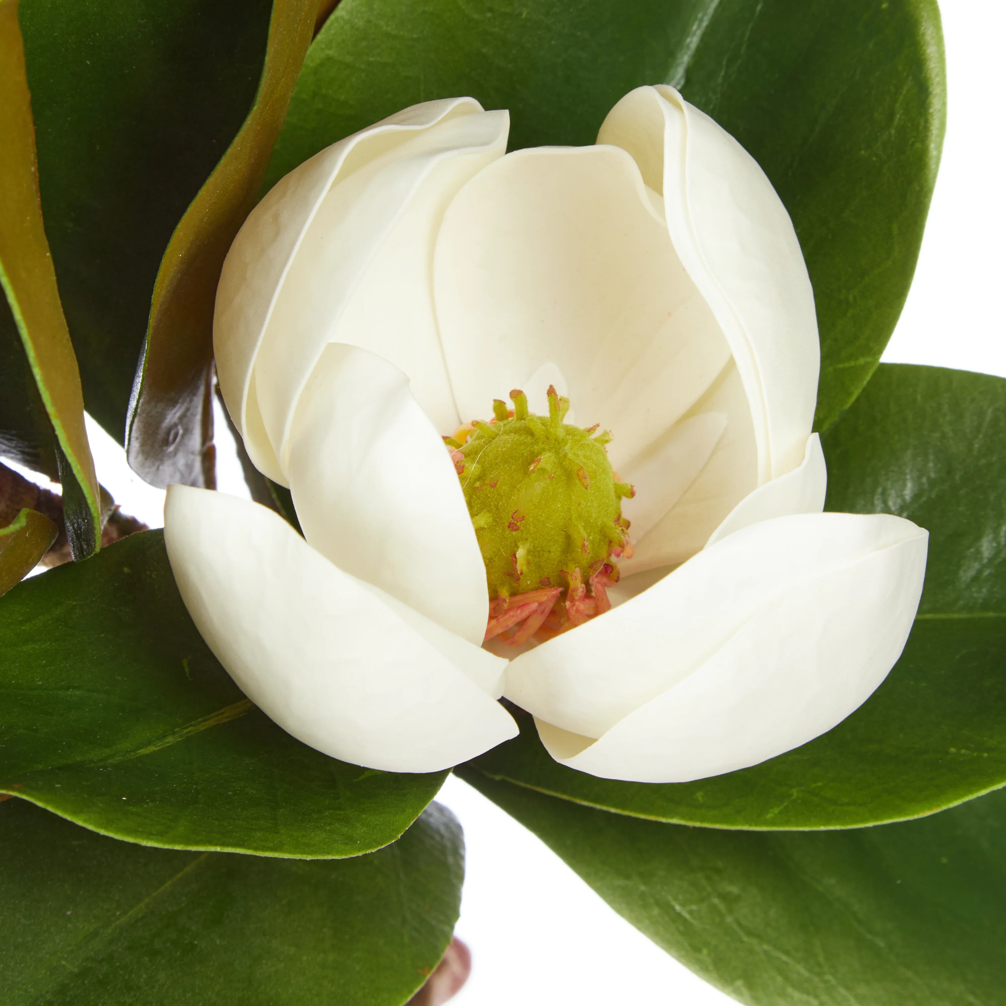 Rogue Magnolia Bunch White 48x48x35cm