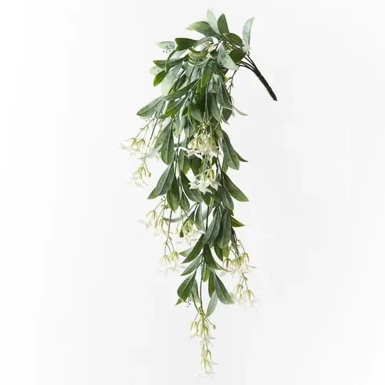 Stephanotis Hanging Bush