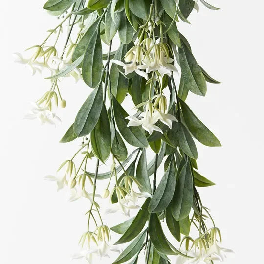 Stephanotis Hanging Bush
