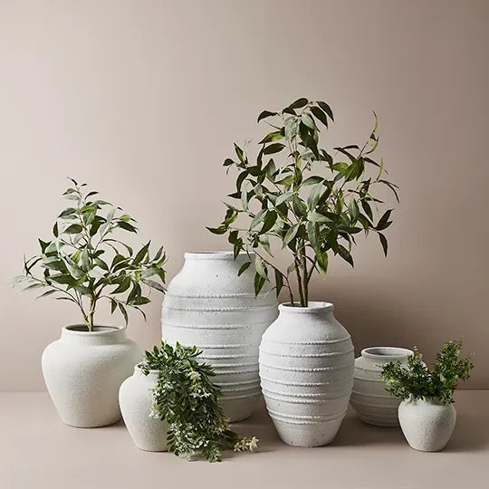 Stephanotis Hanging Bush