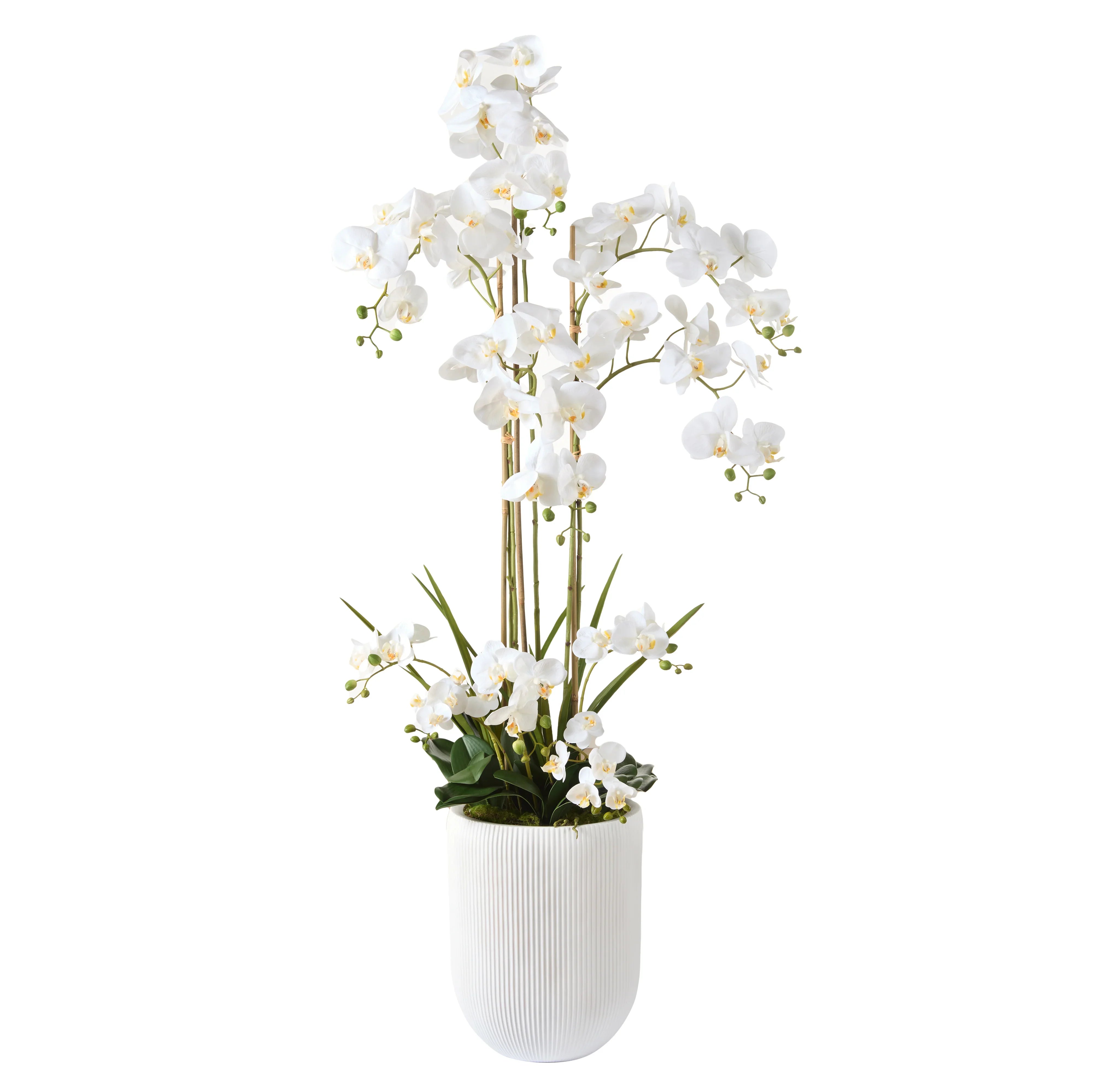 Rogue Phalaenopsis Orchid Pot White 42x68x150cm