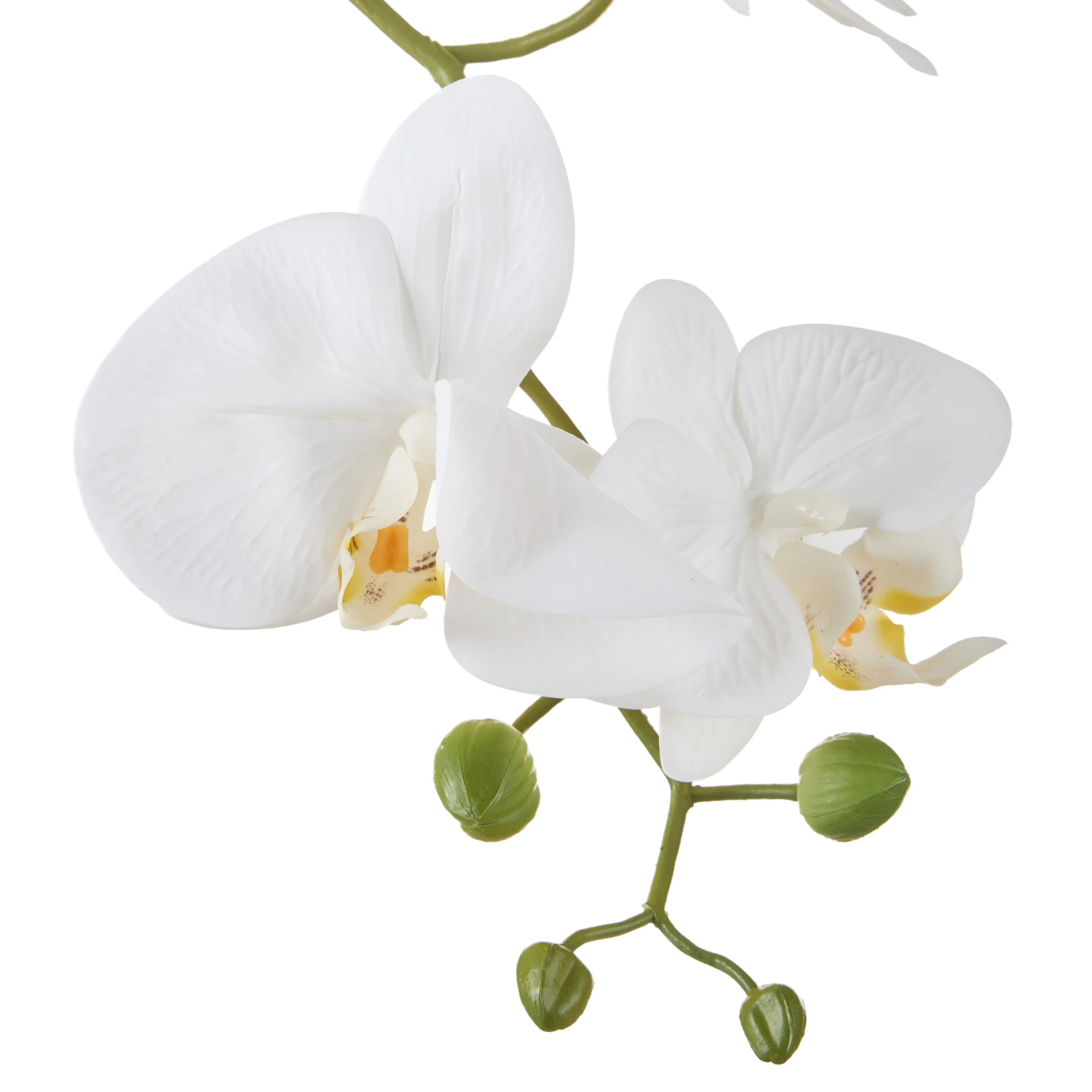 Rogue Phalaenopsis Orchid Pot White 42x68x150cm
