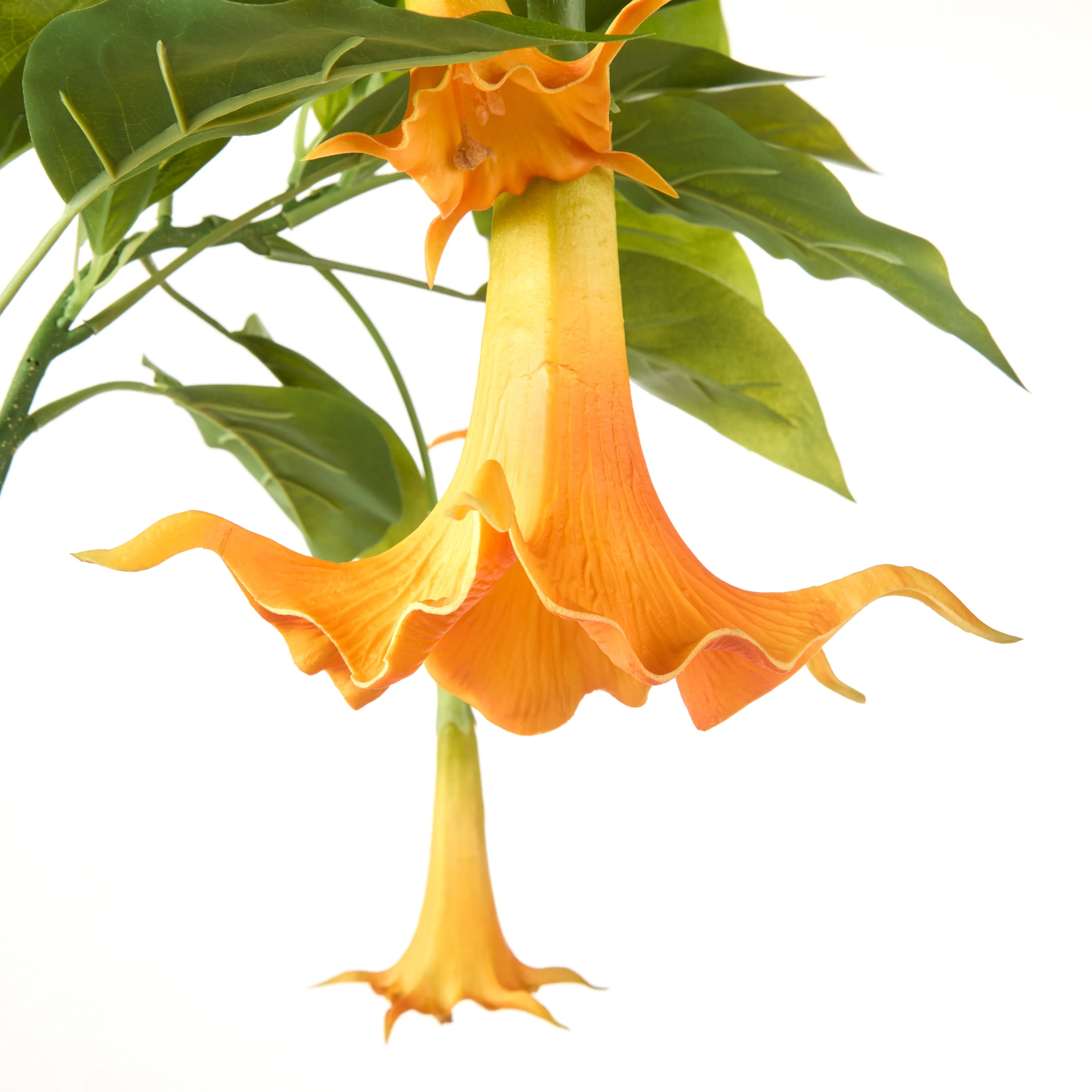 Rogue Datura Tree Orange 70x70x180cm