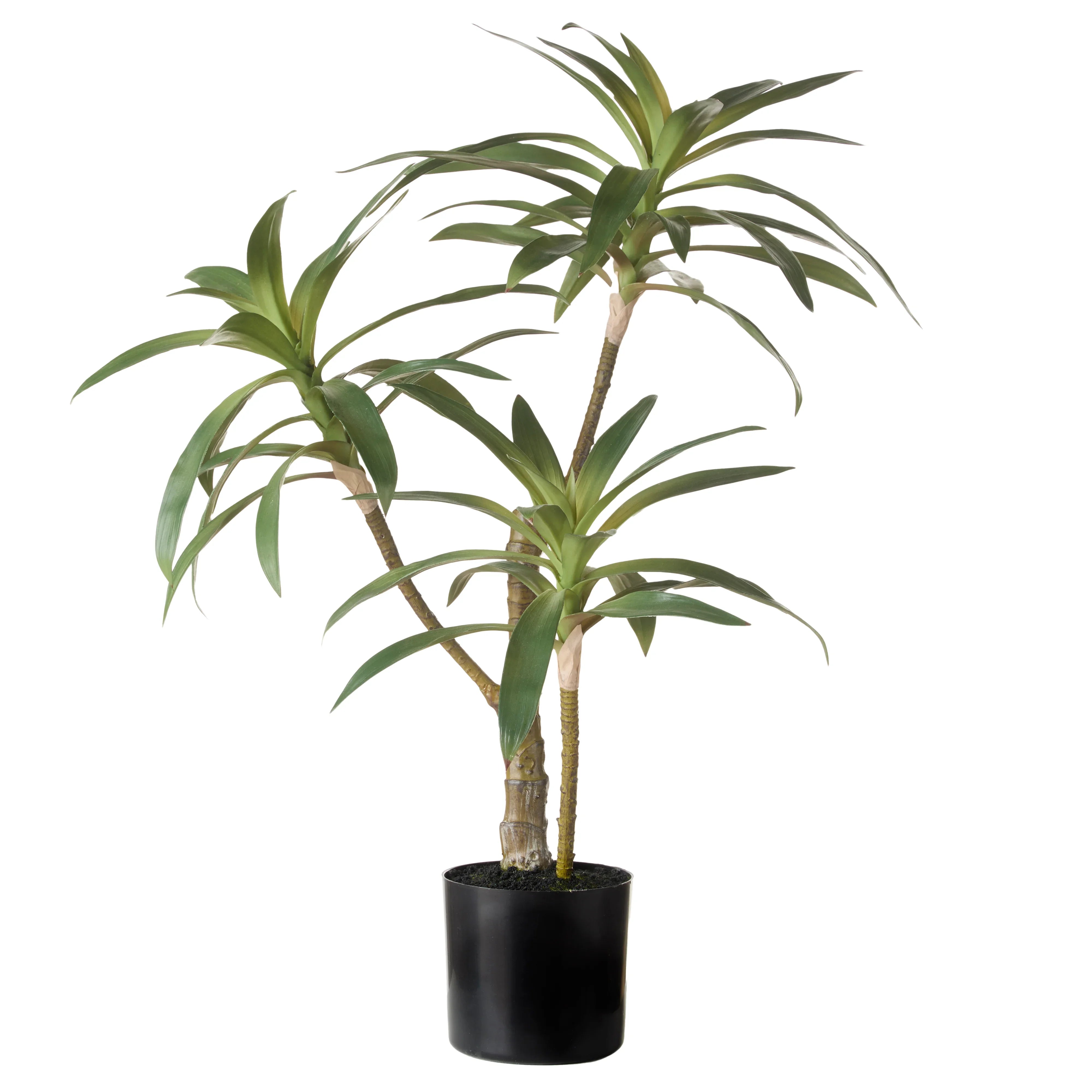 Dracaena Plant Green 64X51X51cm
