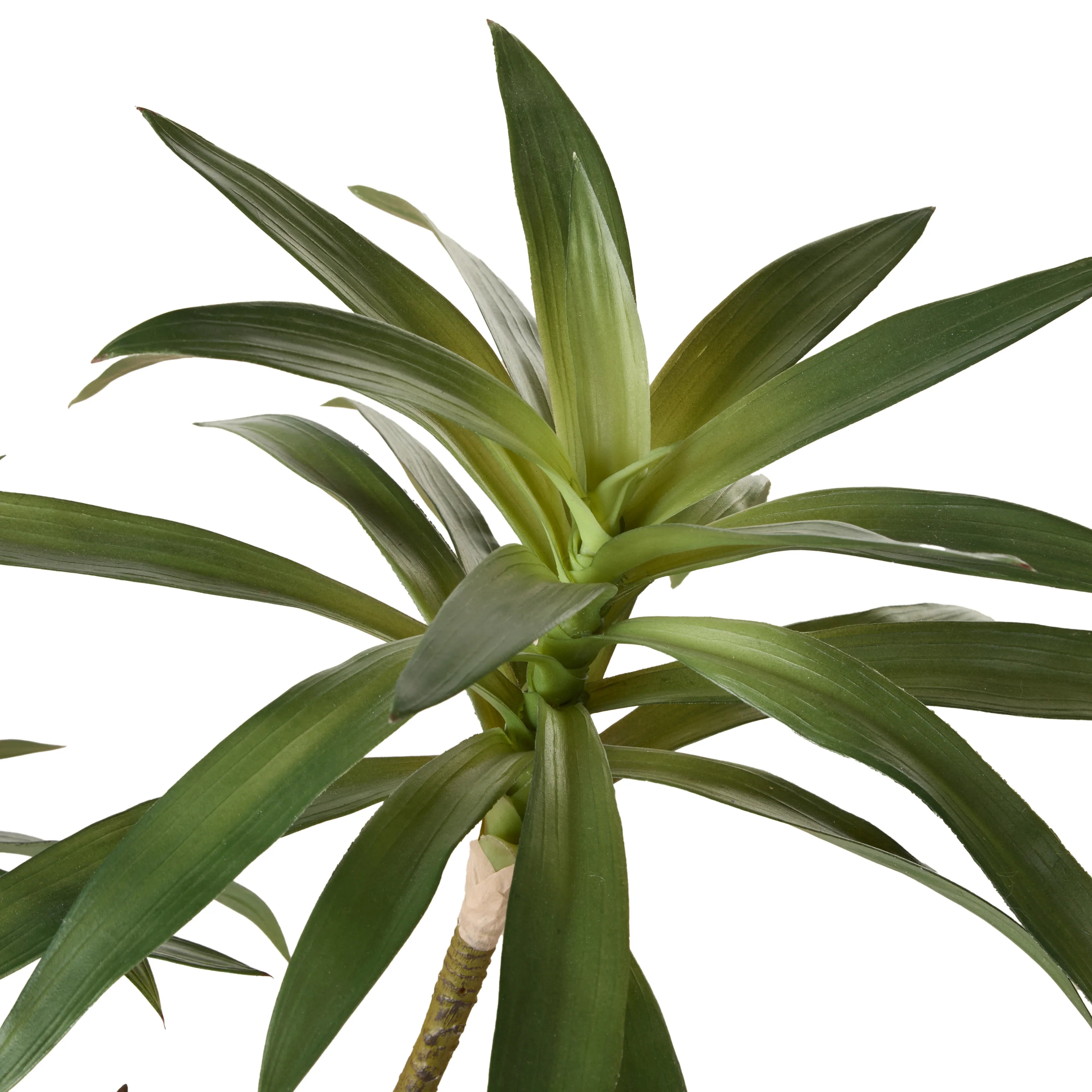 Dracaena Plant Green 64X51X51cm