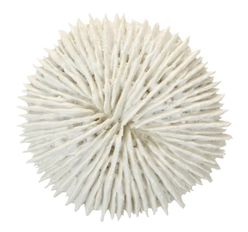 FC 9x2.5cm White Poly Fungia Coral - Furniture Castle