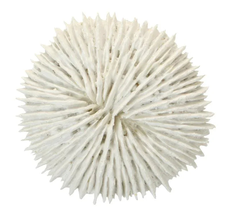 FC 9x2.5cm White Poly Fungia Coral - Furniture Castle