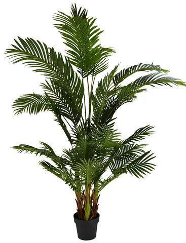 FC Areca Palm Rt 180Cm With Pot 20X17Cm - Furniture Castle