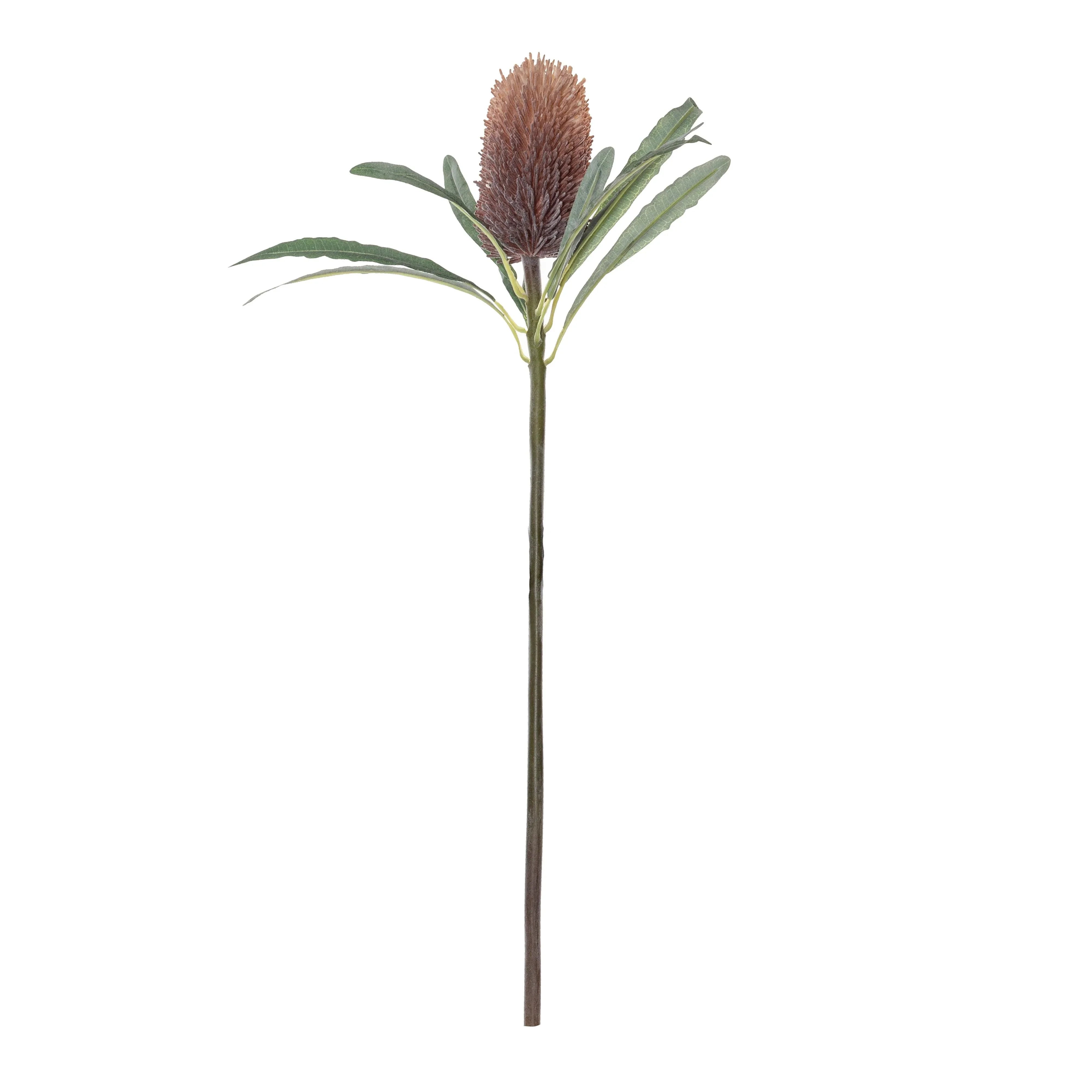 FC Banksia Cone Stem Rust 61cm - Furniture Castle