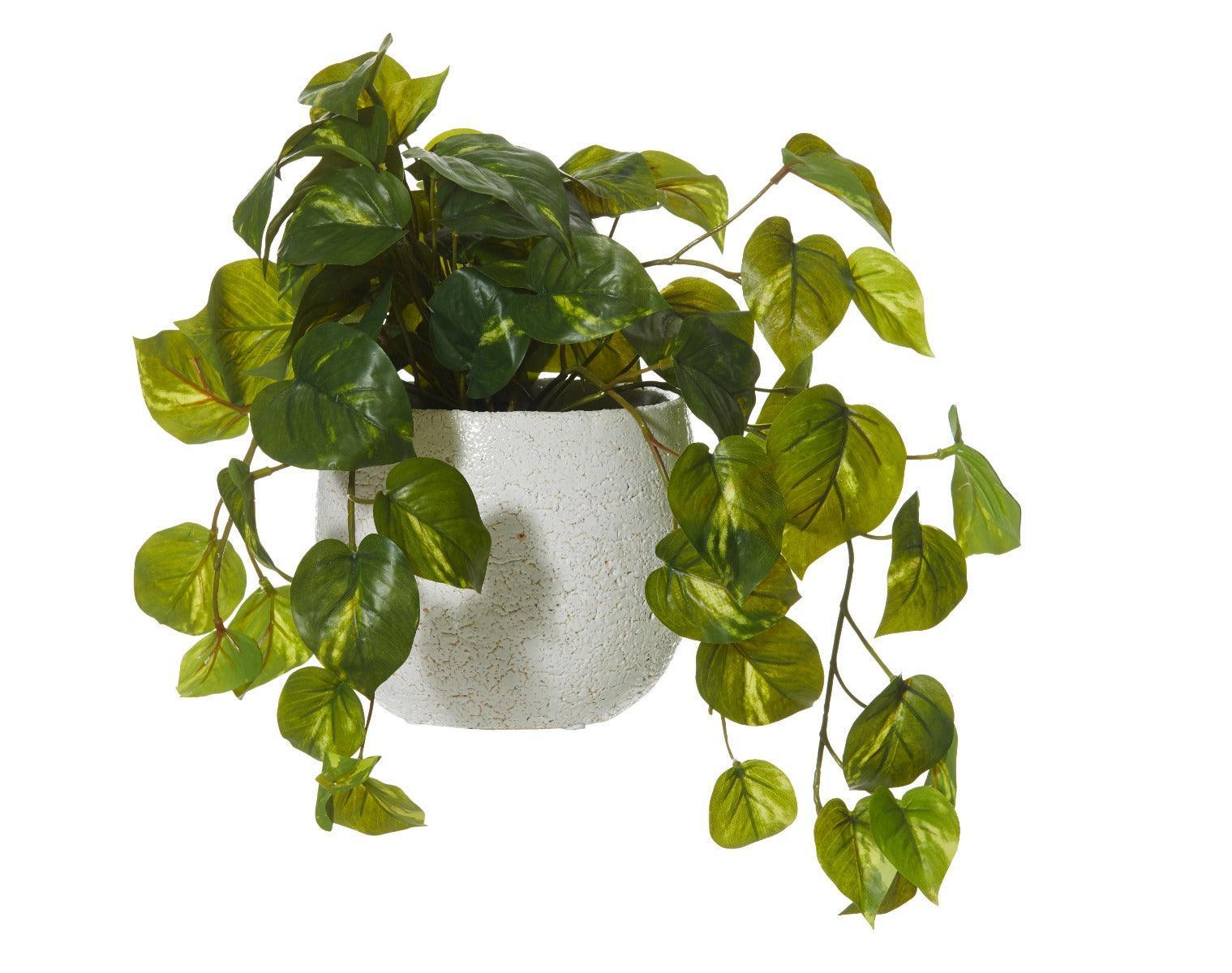 FC Hanging Pothos in Tub Pot Green/White 35x26x36cm - Furniture Castle