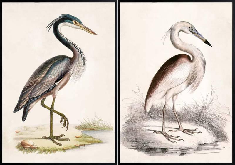 FC Mixed Brilliant Bird Canvas 50 X 70cm - Furniture Castle