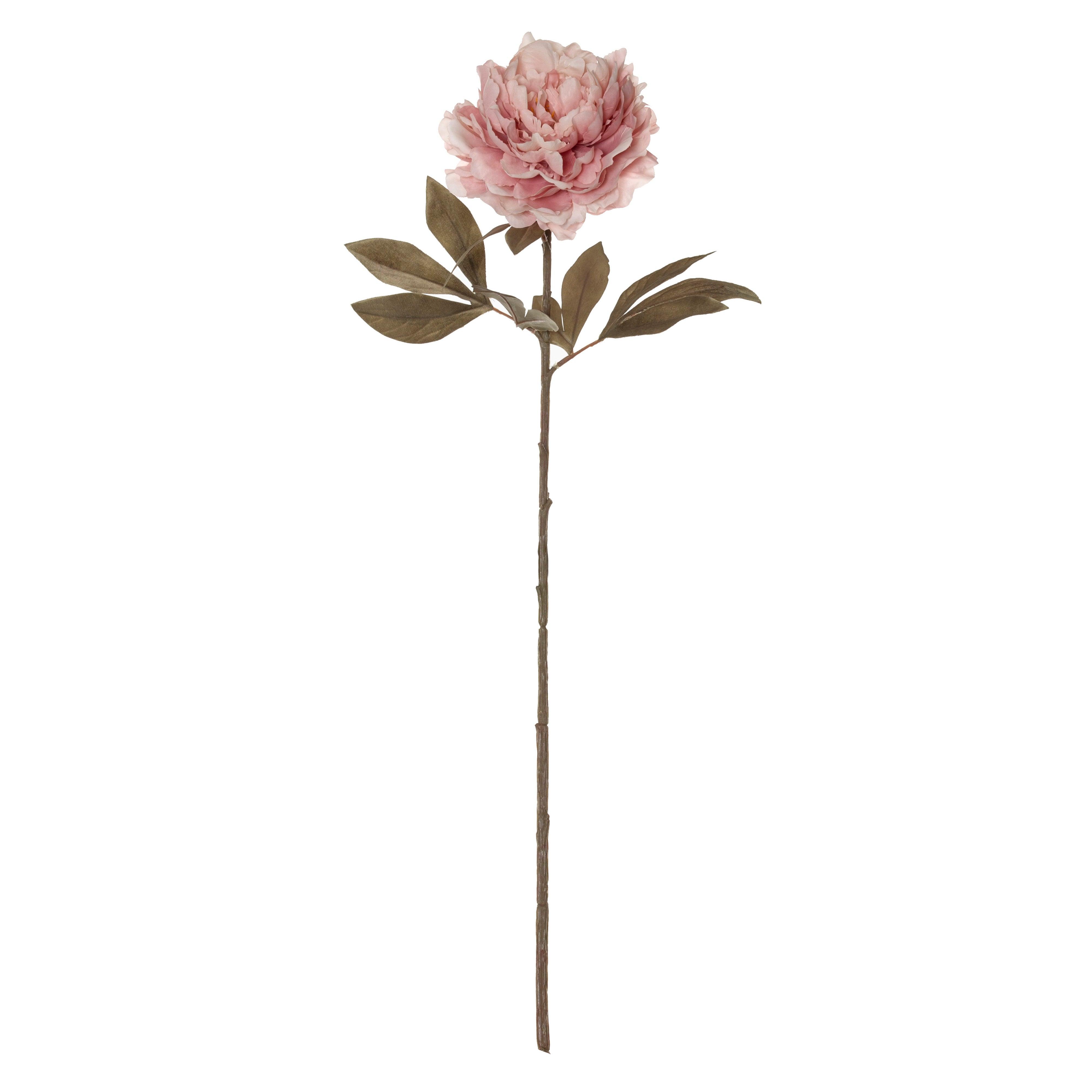 FC Peony Stem Soft Pink 30x25x79cm - Furniture Castle