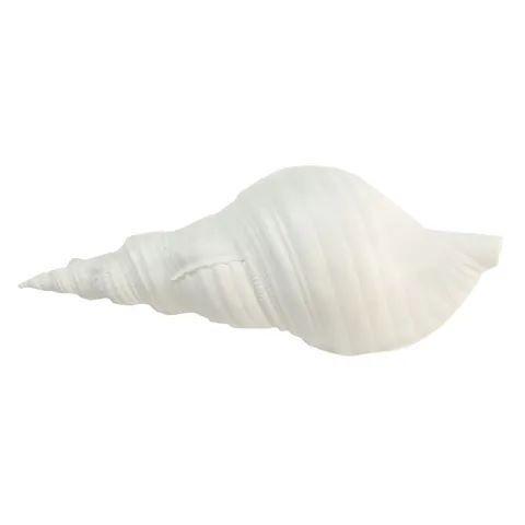 FC Sea Snail Resin Shell 19X7X9Cm White - Furniture Castle