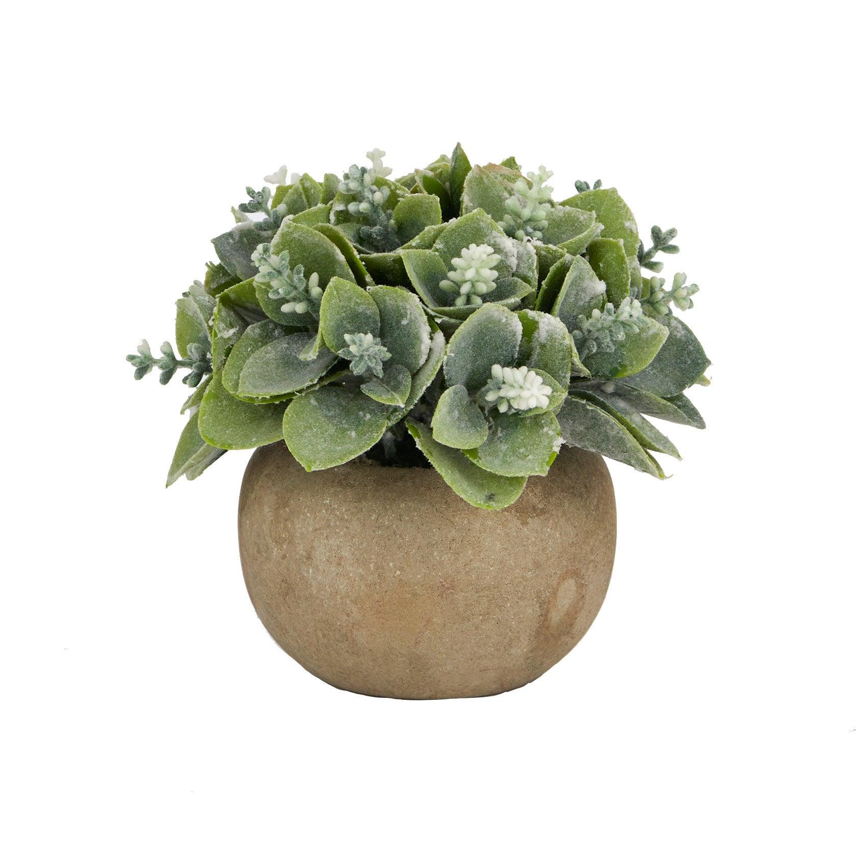 FC White Flowering Succulent 11cm Round Pot - Furniture Castle