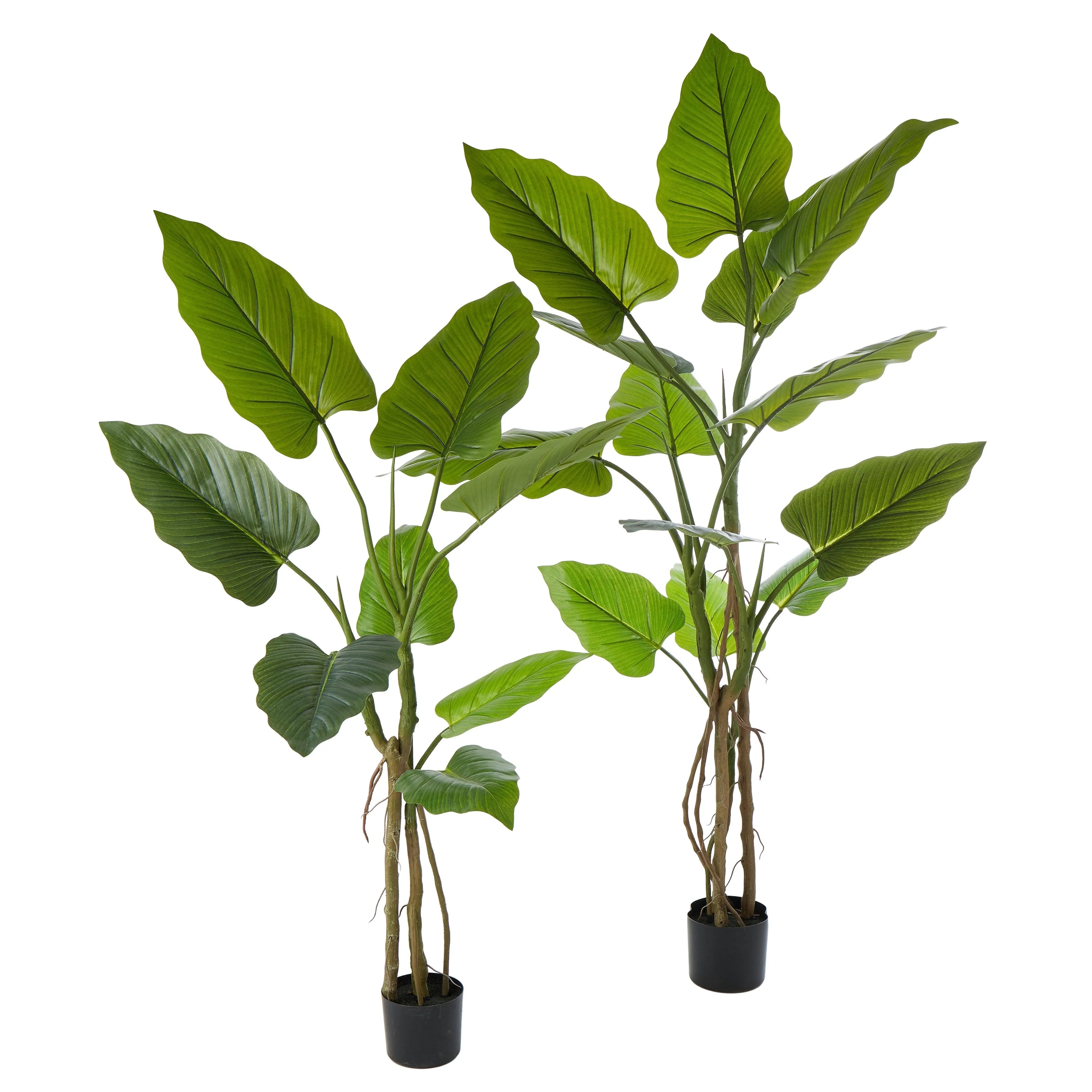Giant Taro Plant Green100x100x140cm - Furniture Castle