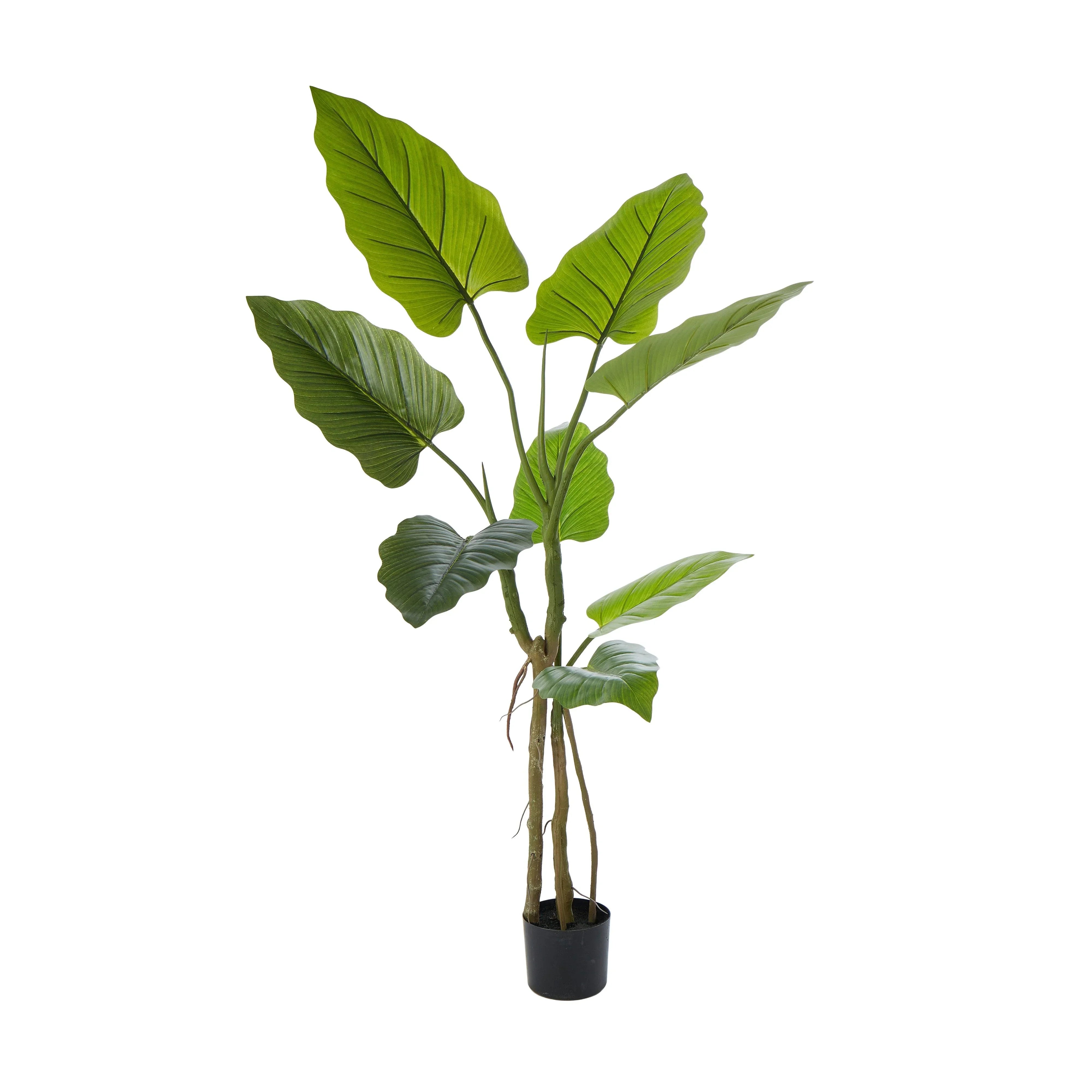 Giant Taro Plant Green100x100x140cm - Furniture Castle