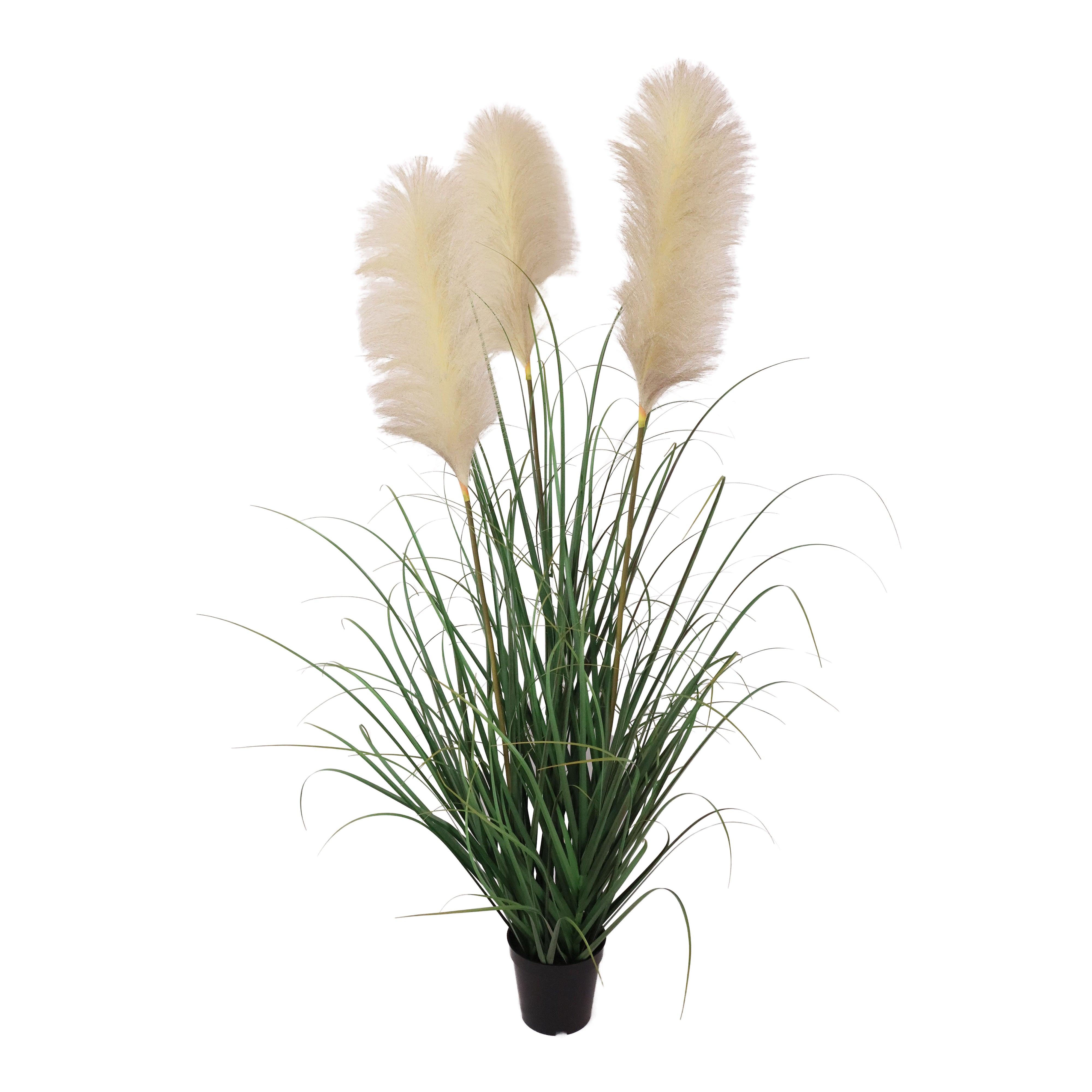 Pampas Grass Plant-Garden Green Pot 35x35x121cm - Furniture Castle