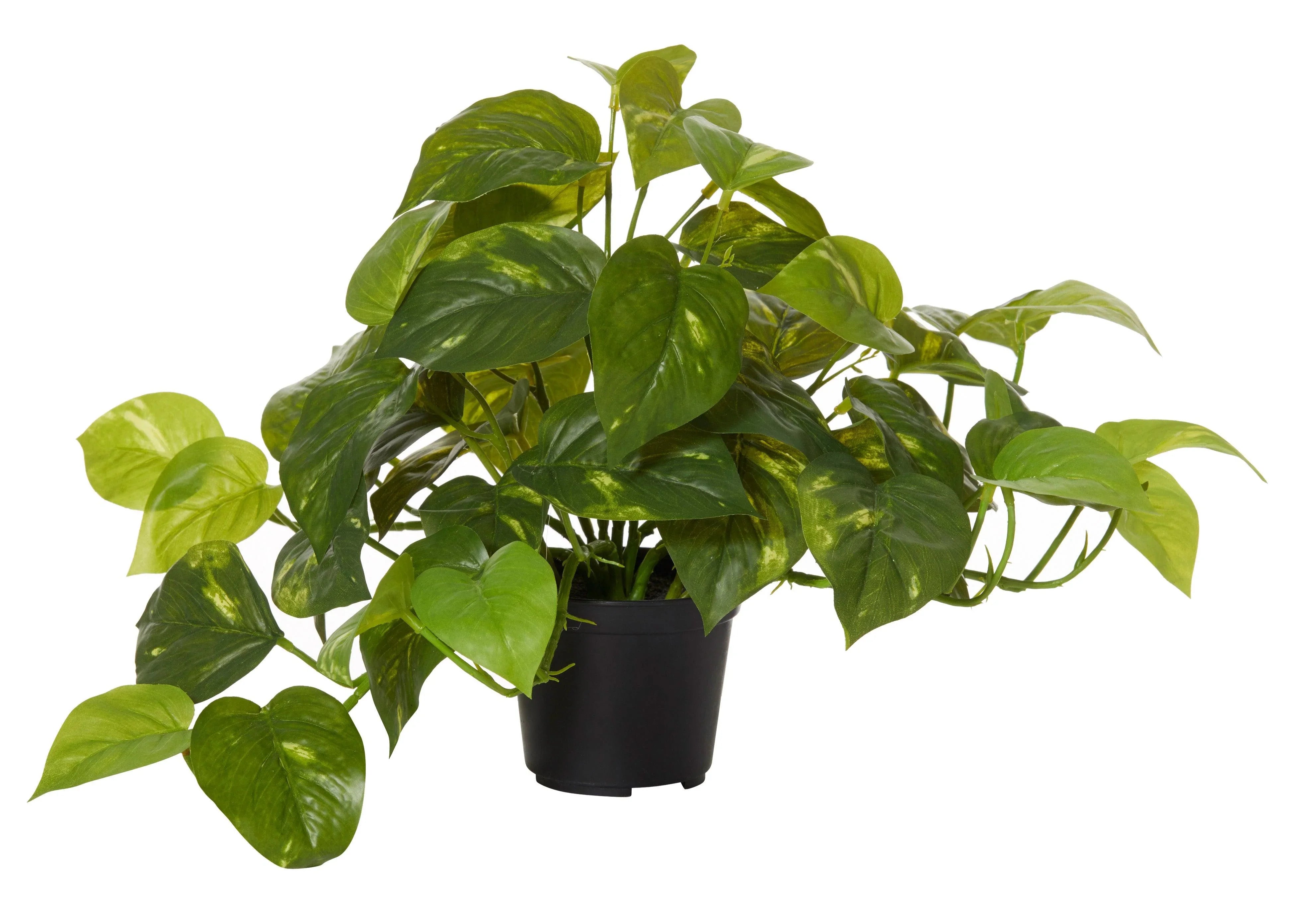 Pothos Garden Pot Black 50x30x30cm - Furniture Castle