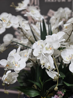 Cote Noire Luxury Giant Orchid Bouquet - White in Black Ceramic Vase - GO01