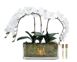 Cote Noire Oval Orchid Bouquet - White & Gold Badge - OOV01