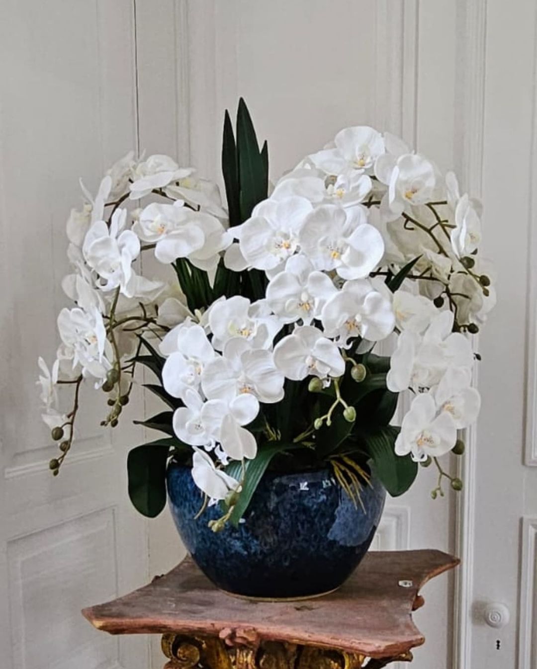 Cote Noire Luxury Giant Orchid Bouquet - White in Black Ceramic Vase - GO01