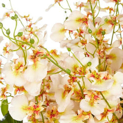 Rogue Dancing Orchid Garden Mix-Madelyn Bowl Cream/Glass 66x66x67cm